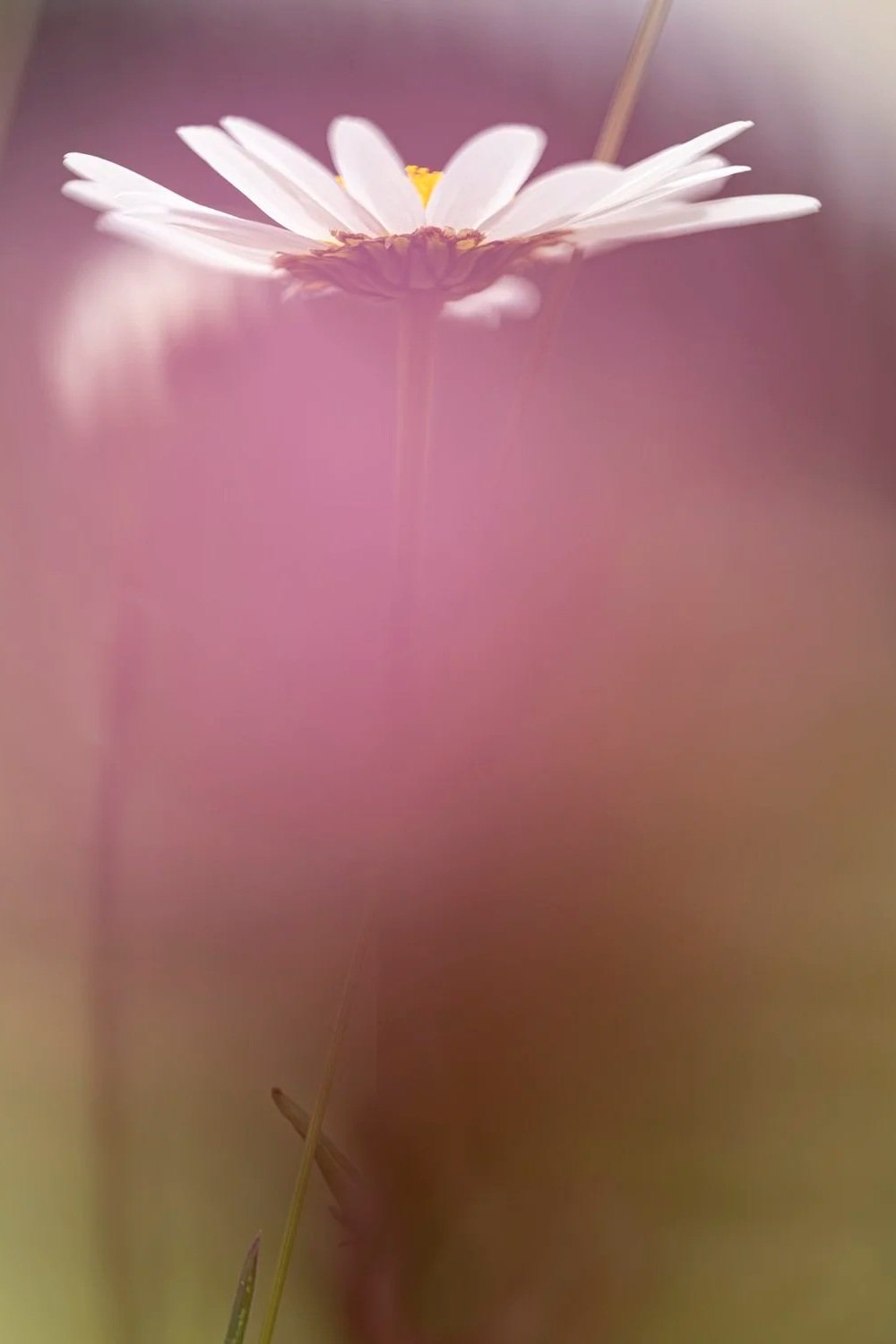 25+annex+Leucanthemum+adustum+240617+8-Verbessert-RR.jpg