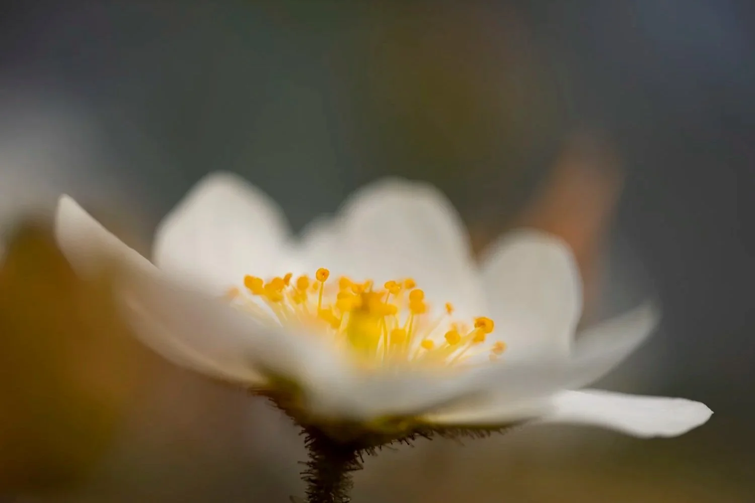 25+annex+Dryas+octopetala+240608+17-Verbessert-RR-Bearbeitet-Bearbeitet.jpg