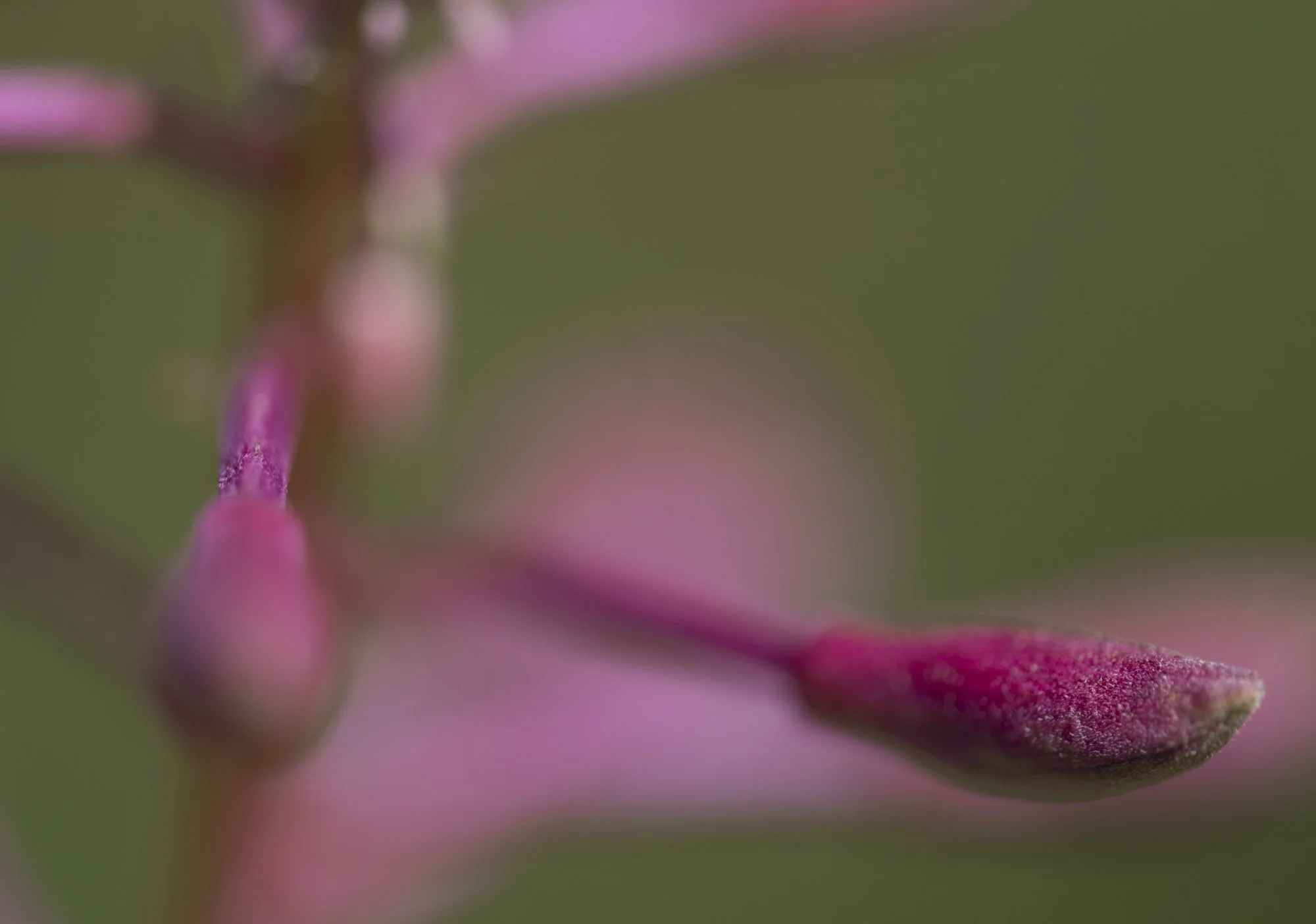 Webseite klein Epilobium angustifolium 230728 36.jpg