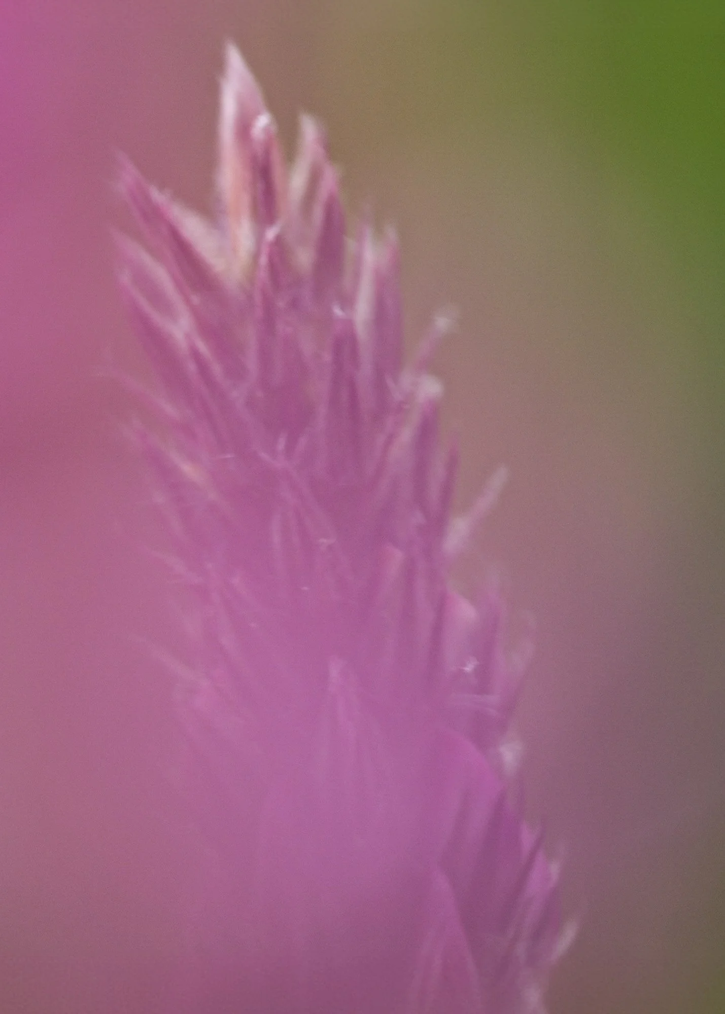 Webseite klein Onobrychis viciifolia 230609 035-Bearbeitet.jpg