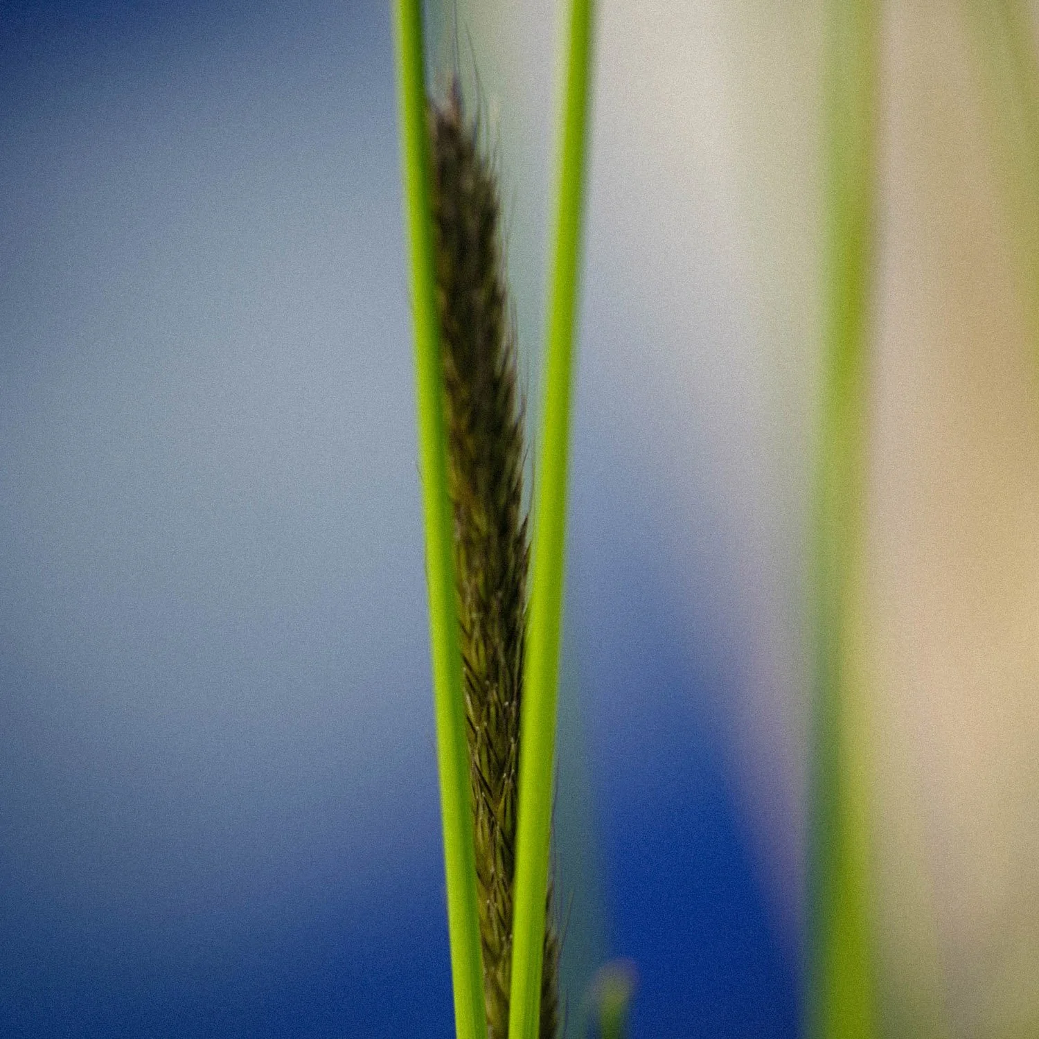 26 PS Alopecurus pratensis 250530 20.jpg