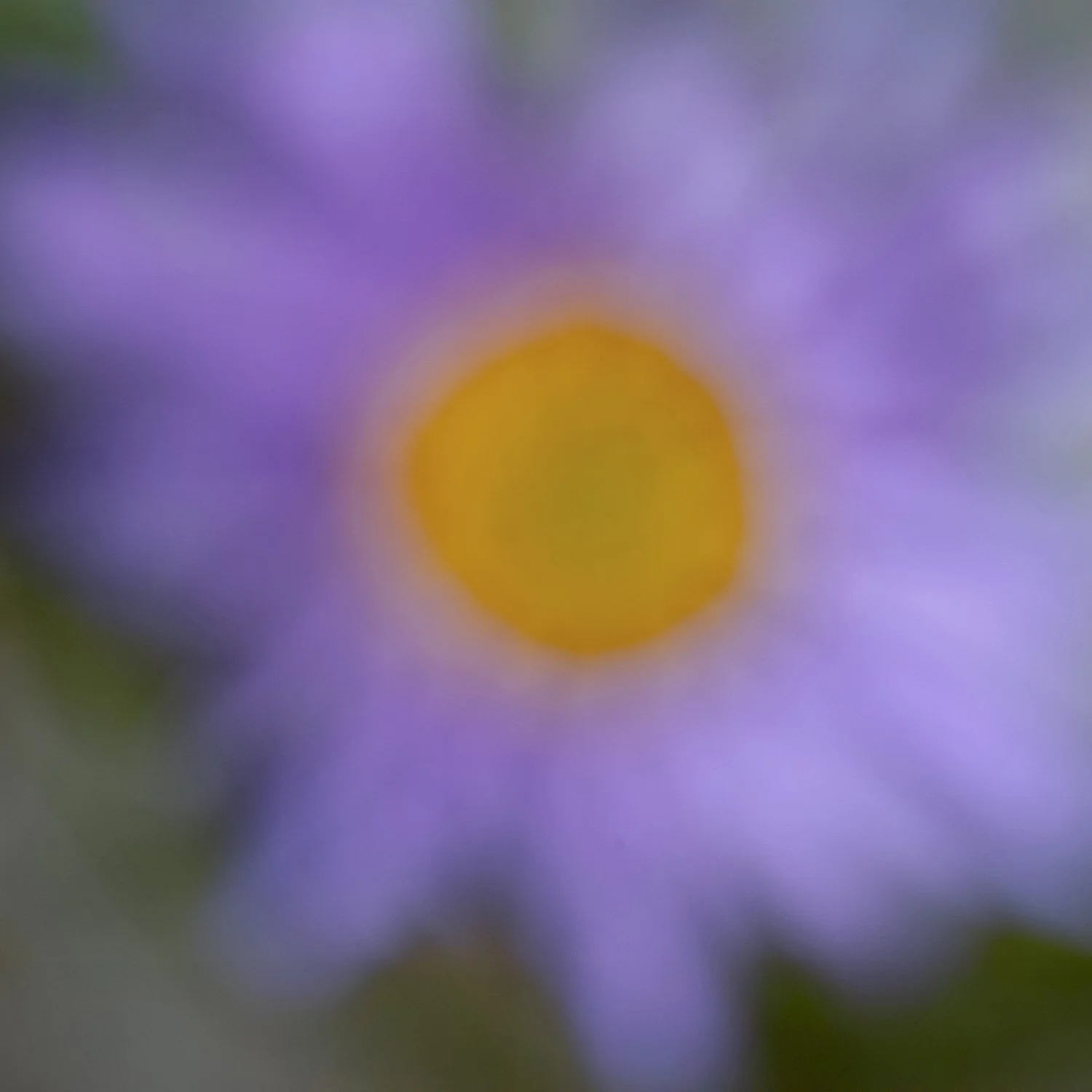 25 annex Aster alpinus 230703 1-Bearbeitet-Bearbeitet.jpg