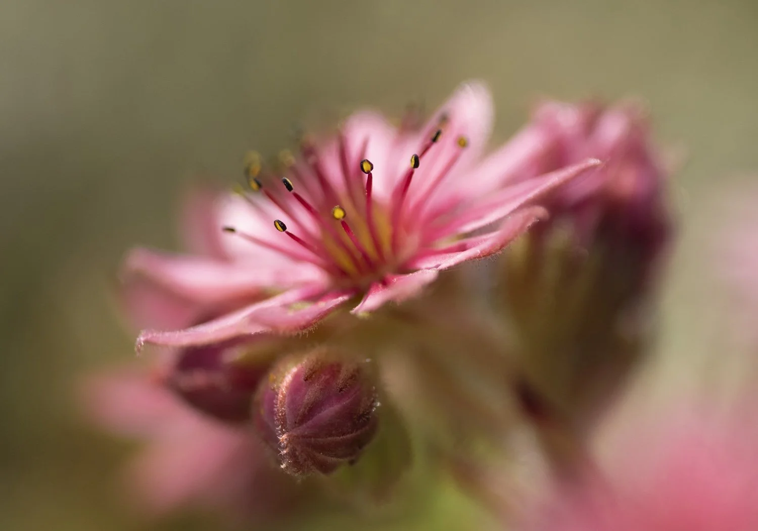 25 PS Sempervivum arachnoideum 240725 5.jpg