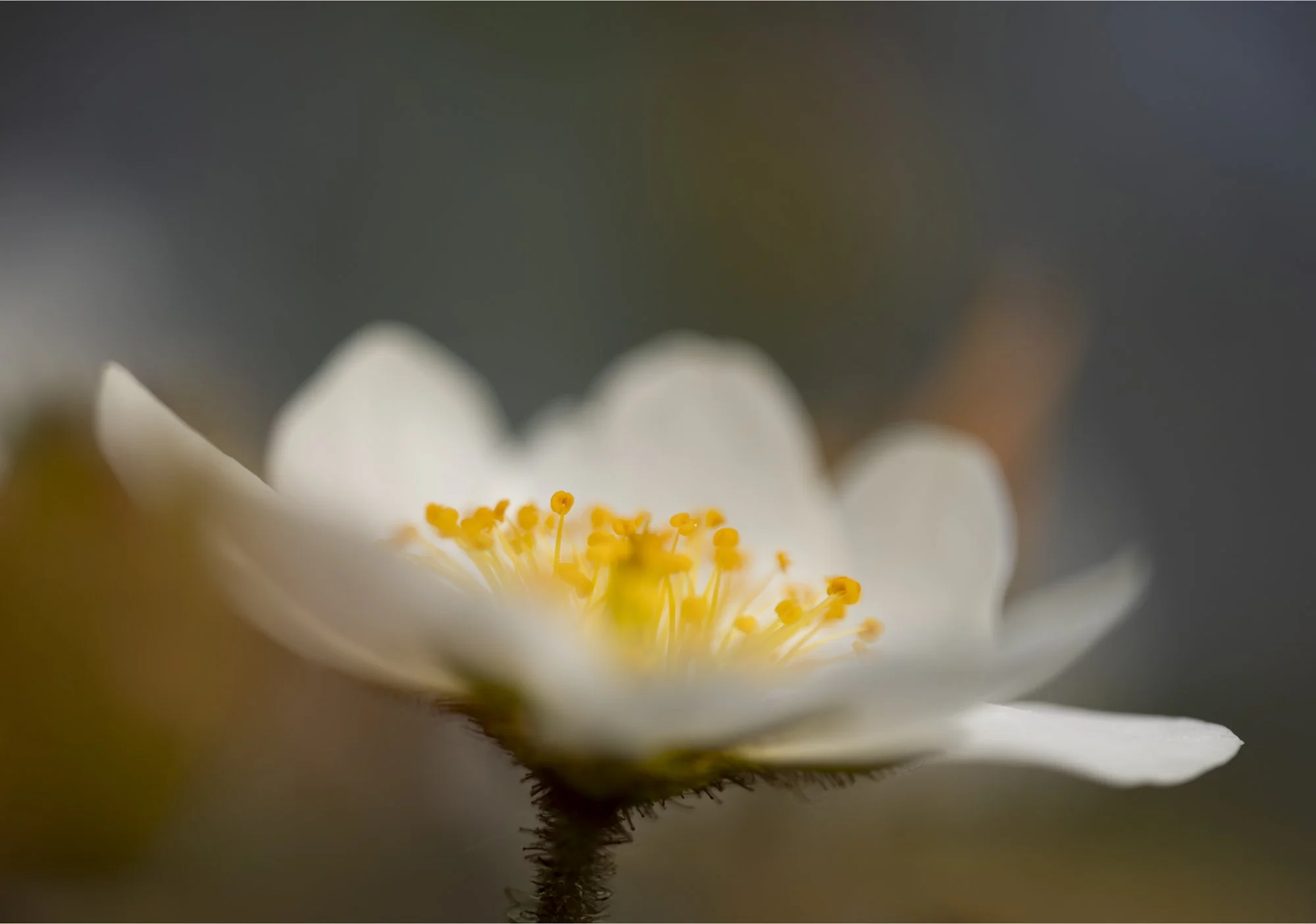 Dryas octopetala