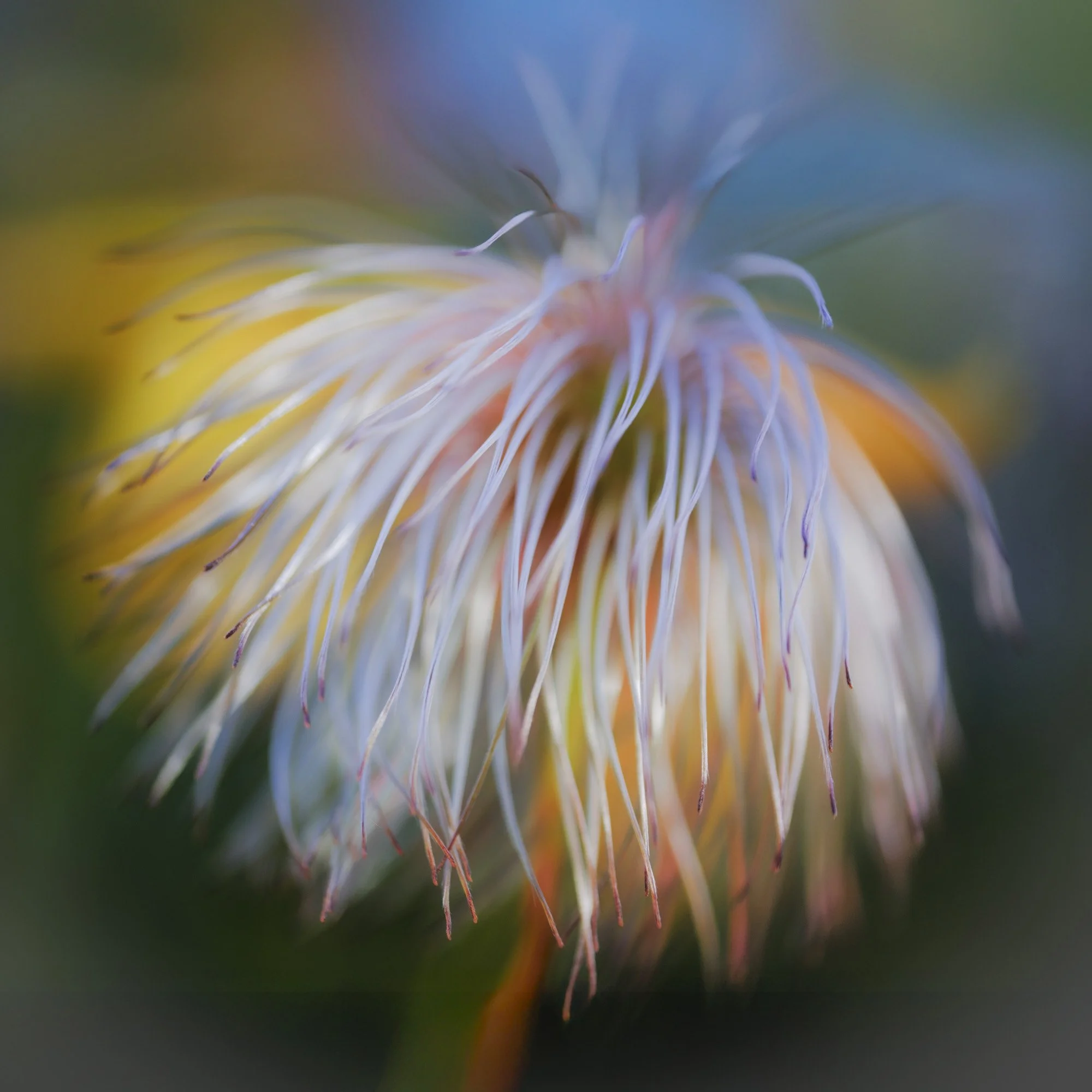 Webseite klein Clematis tangutica 250915 37.jpg