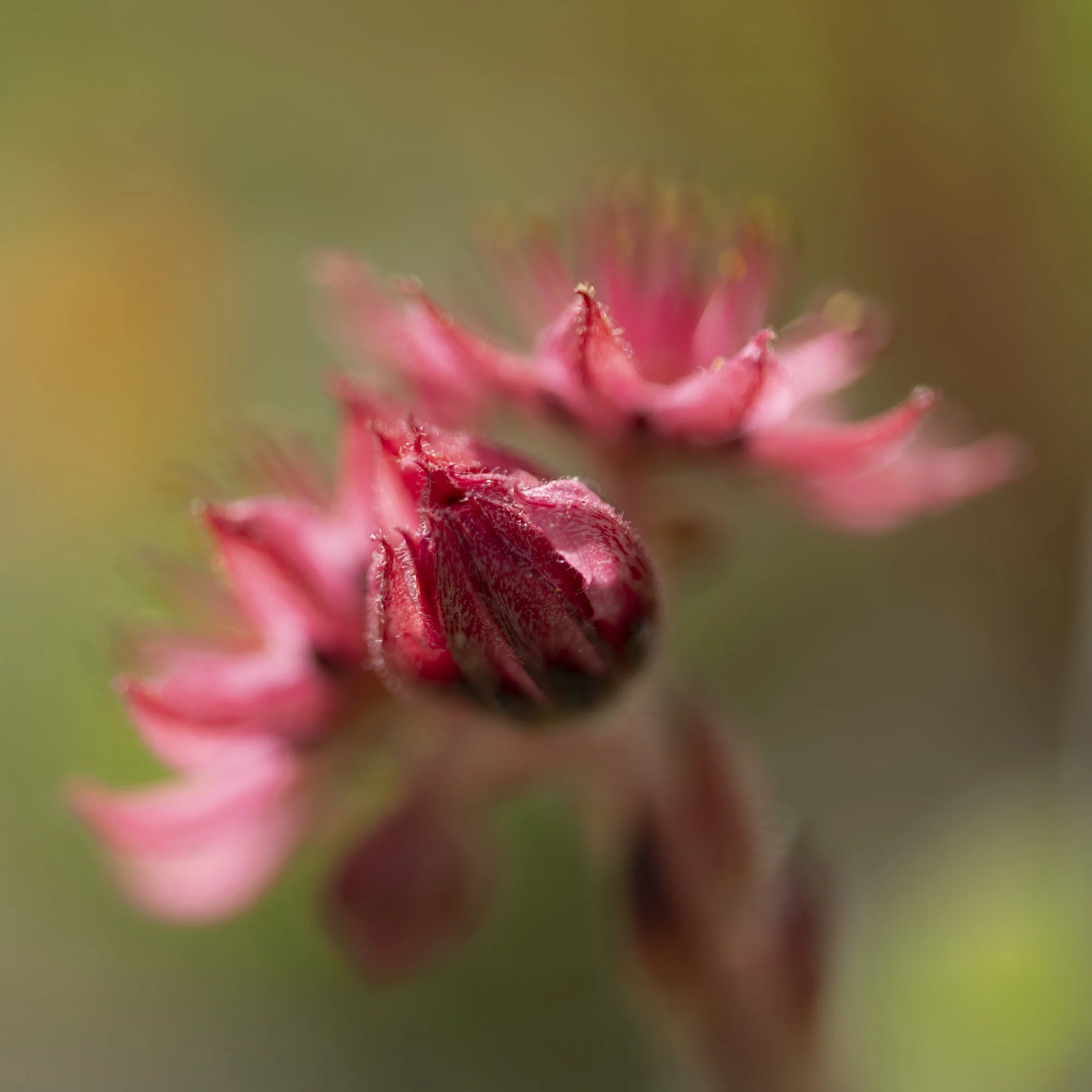 Sempervivum arachnoideum