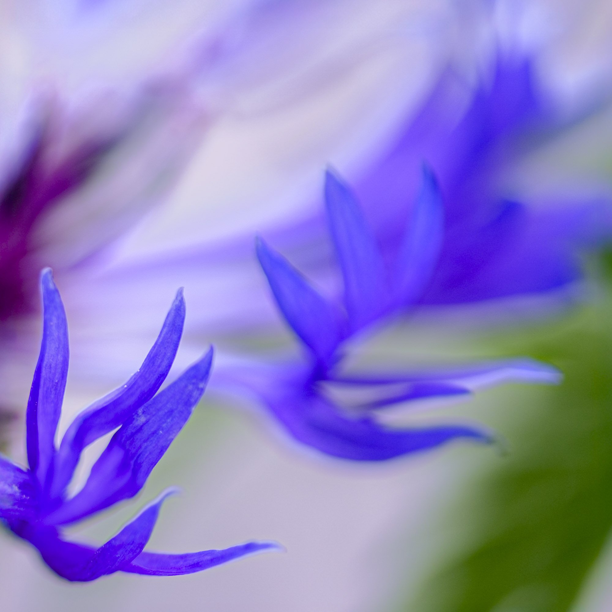 Centaurea montana