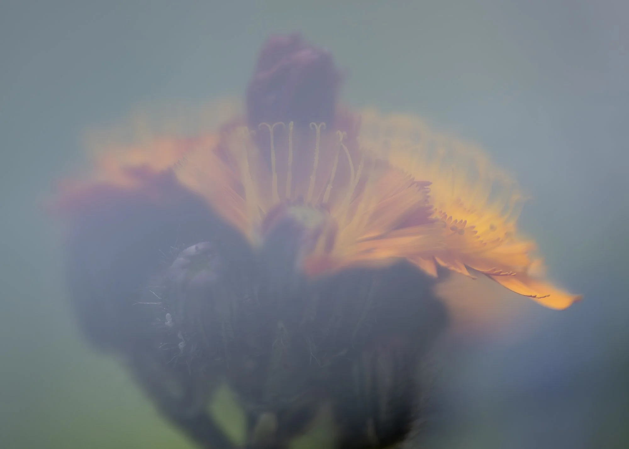 Hieracium aurianticum