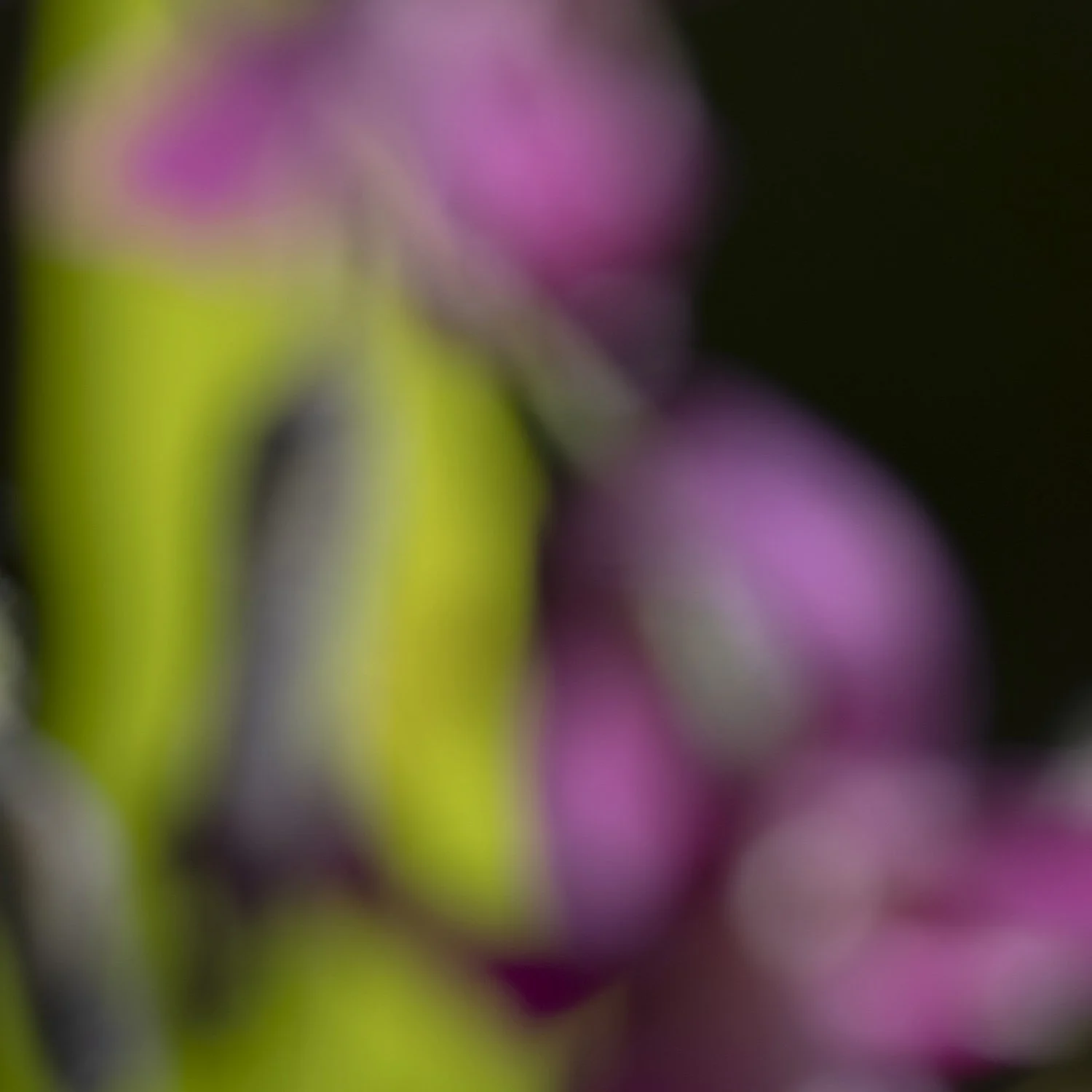 24 Prenanthes purpurea 230728 8.jpg