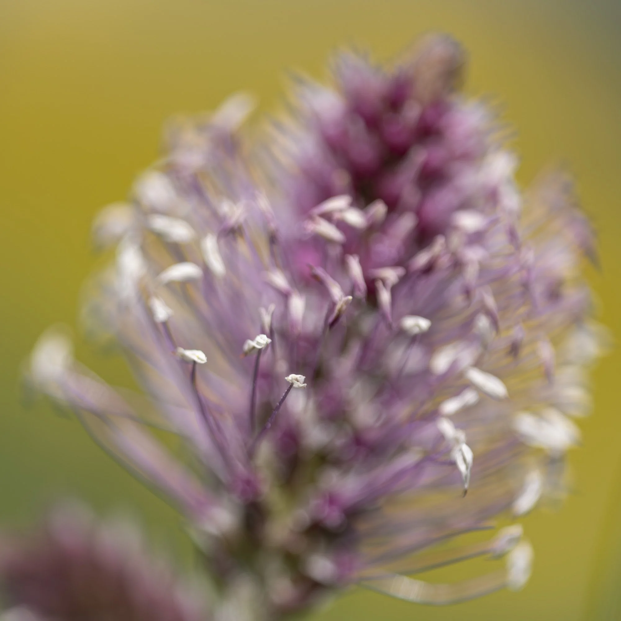 Webseite klein Plantago media 240522 9.jpg