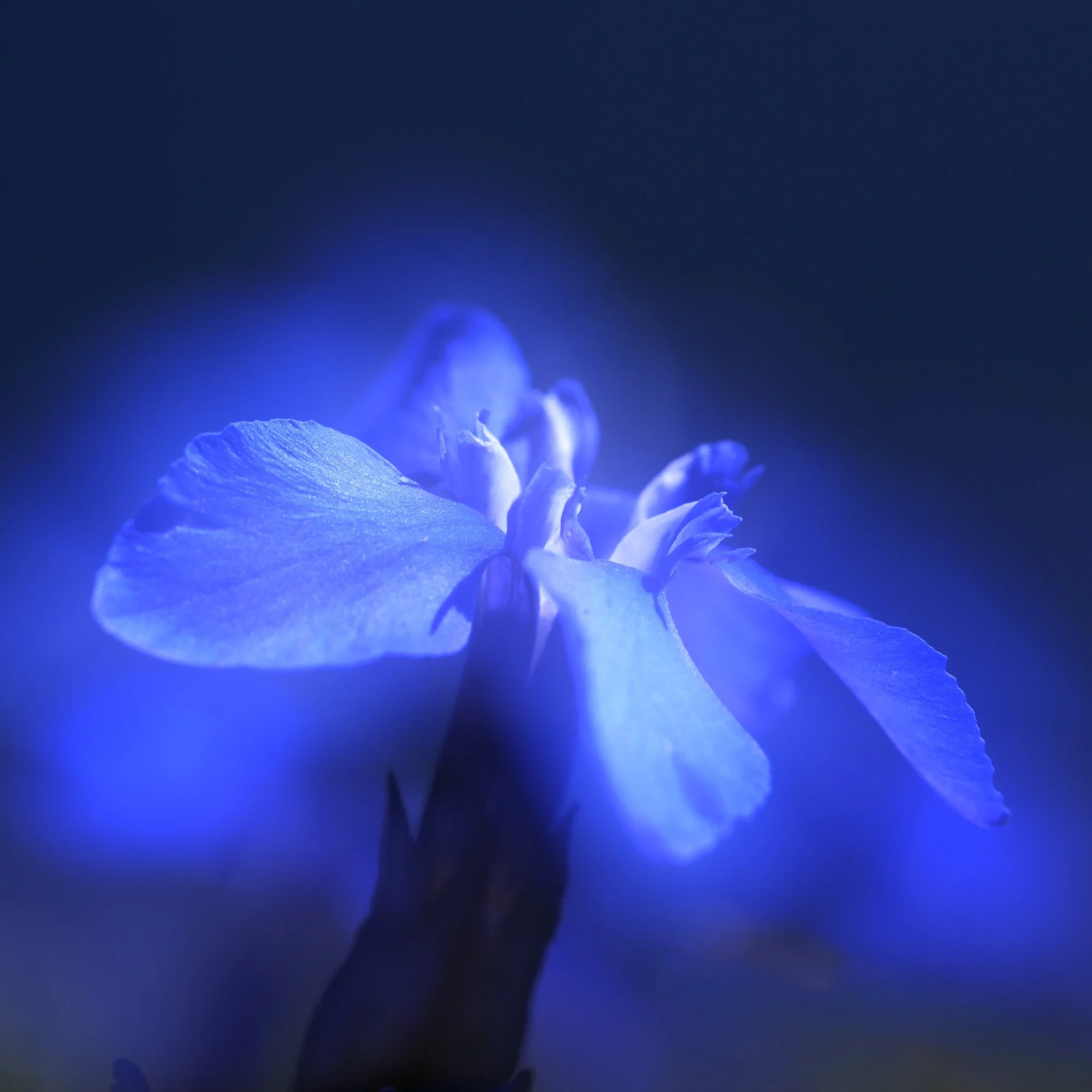 Gentiana verna