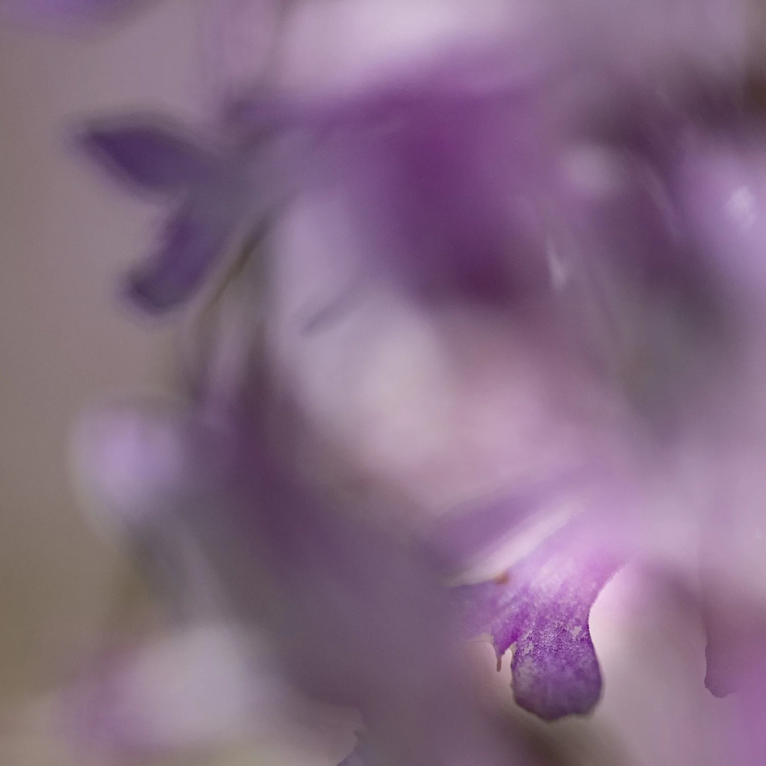 25 annex Orchis militaris 240622 21.jpg