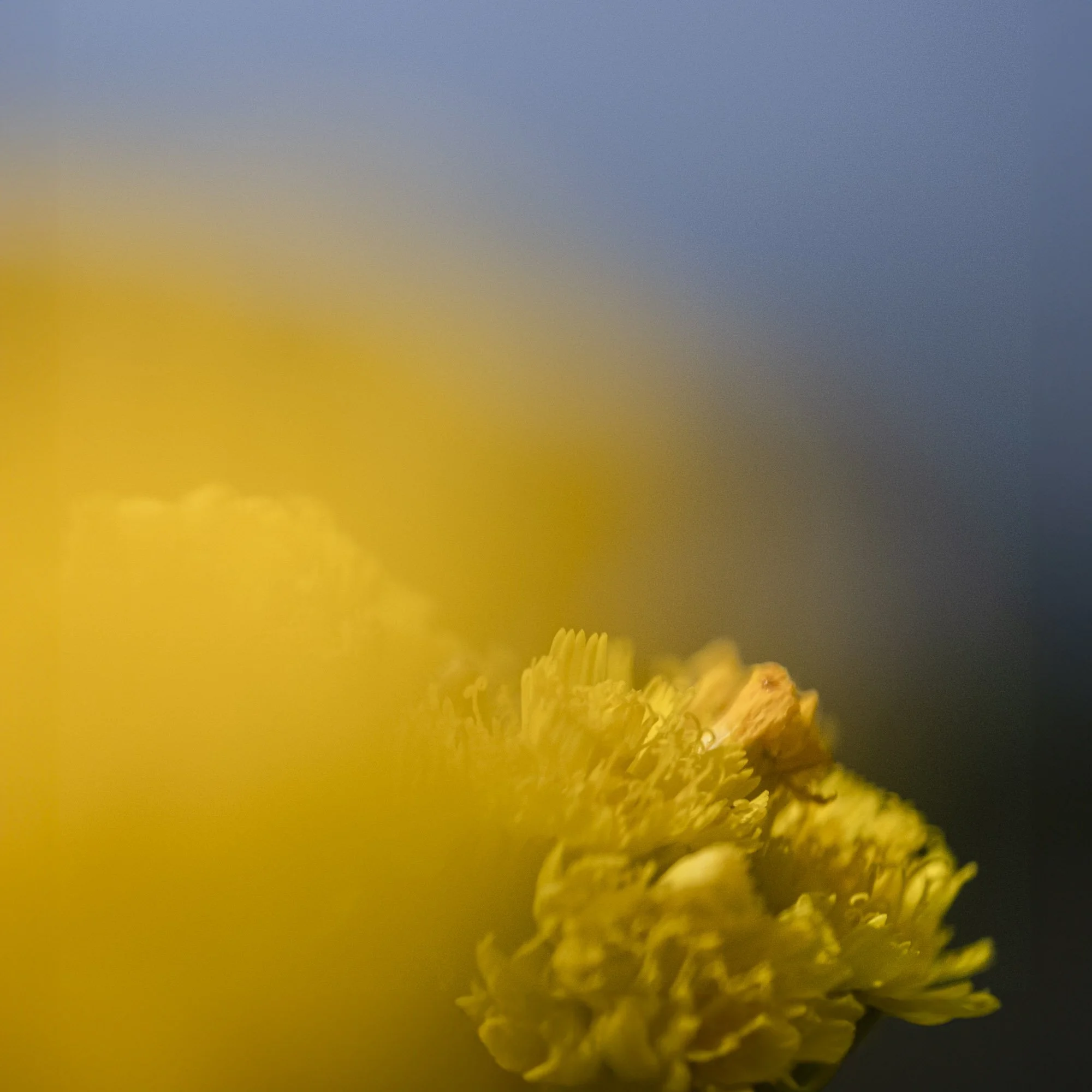 Webseite klein Hieracium caespitosum 240619 9-Bearbeitet.jpg