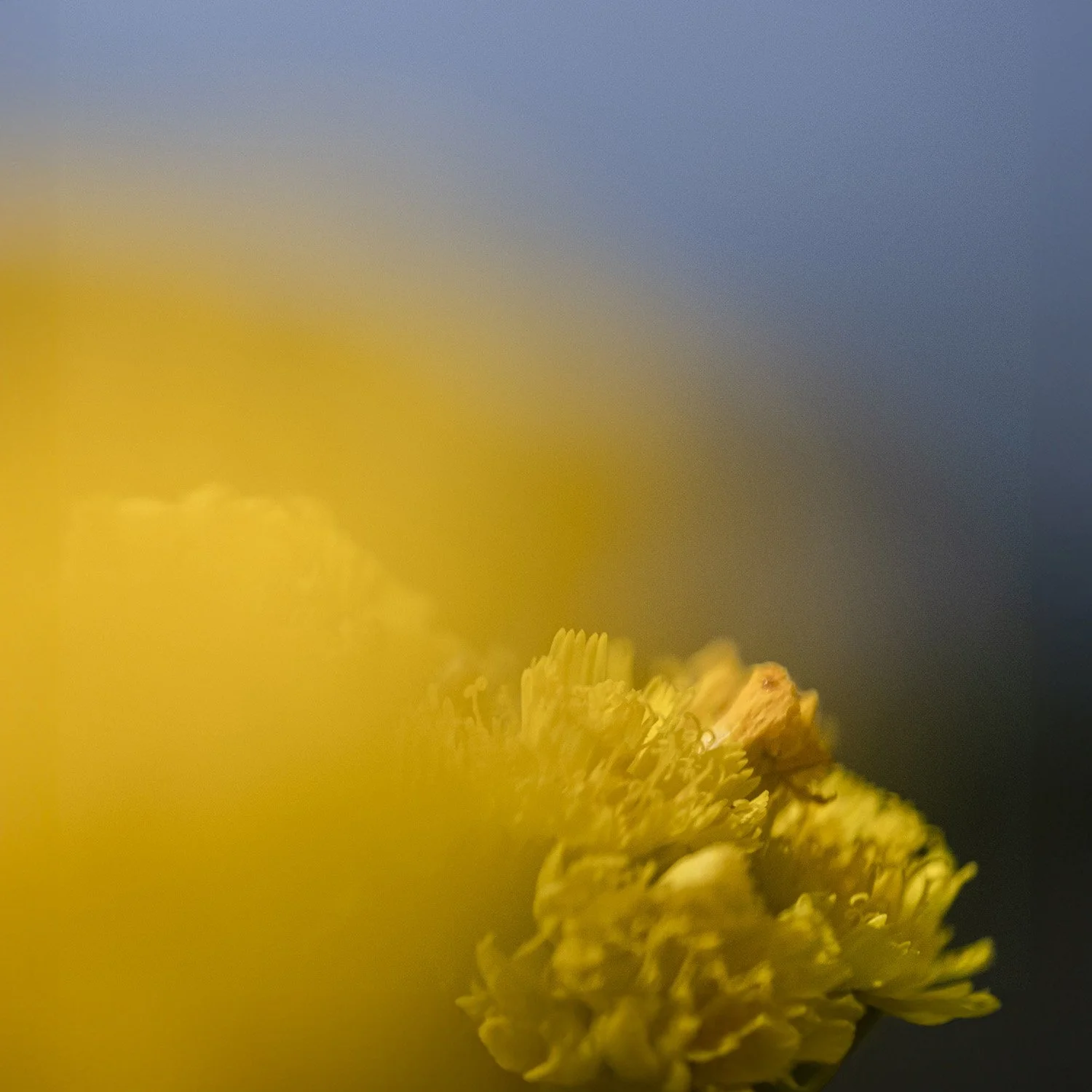 25 annex Hieracium caespitosum 240619 9-Bearbeitet.jpg