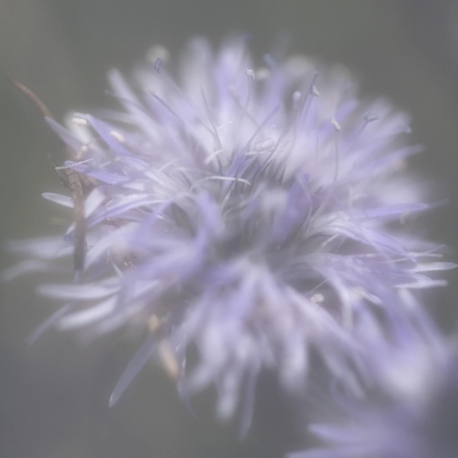 25 annex Globularia cordifolia 240605 11.jpg