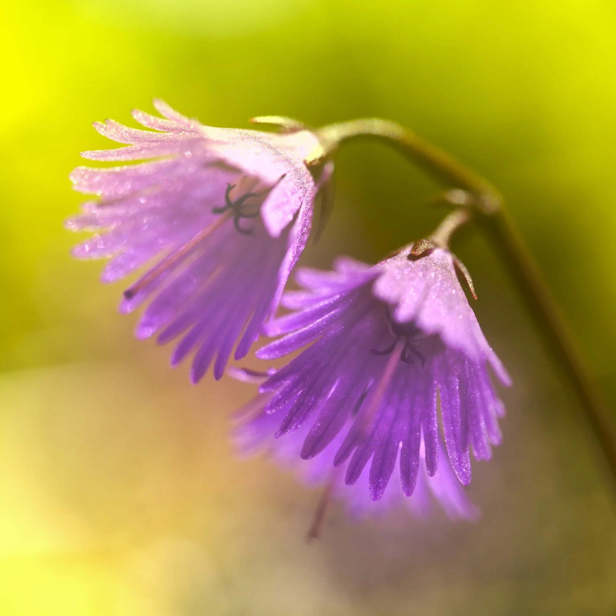 Soldanella alpina