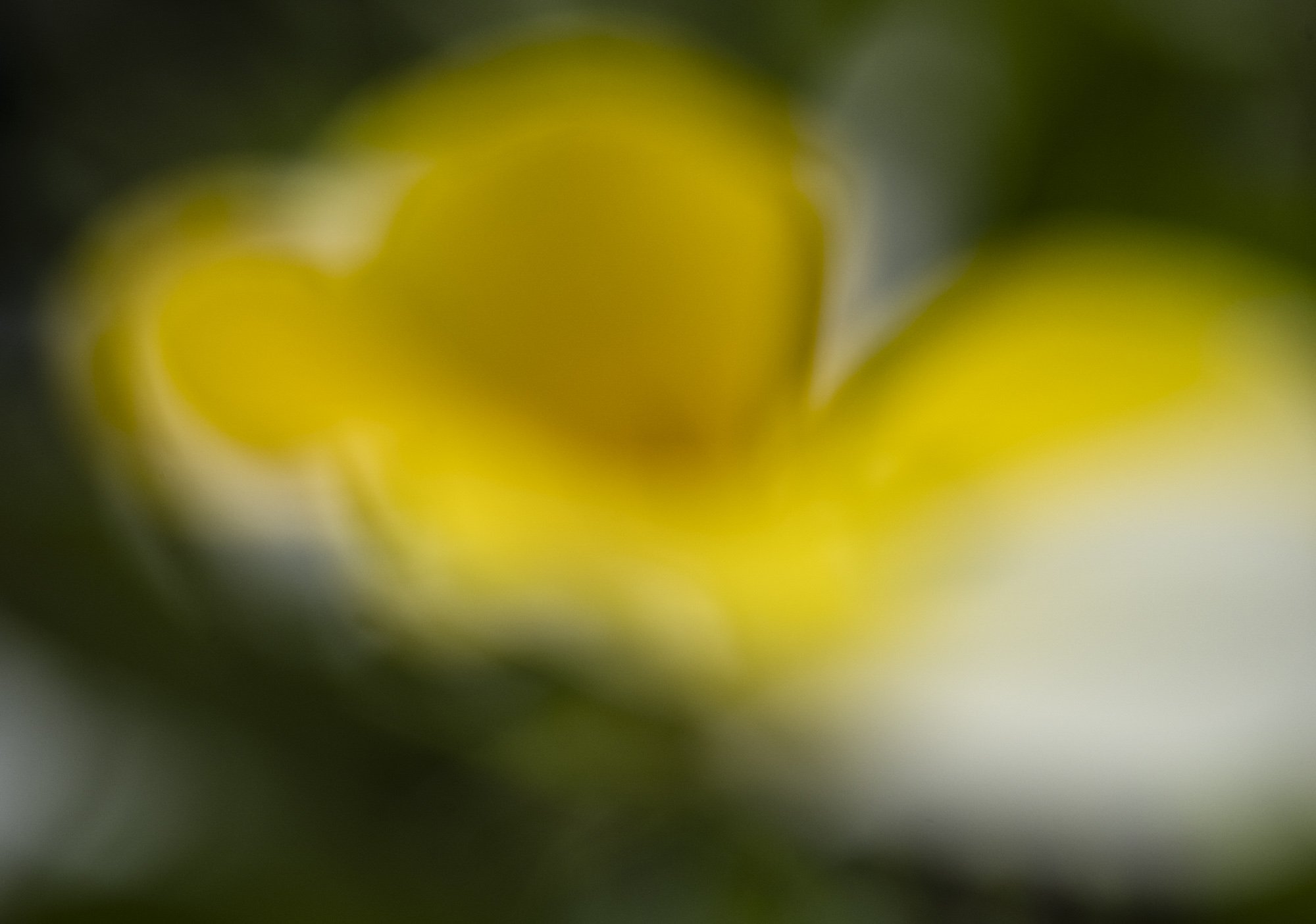 Webseite klein Viola tricolor 230611 10.jpg
