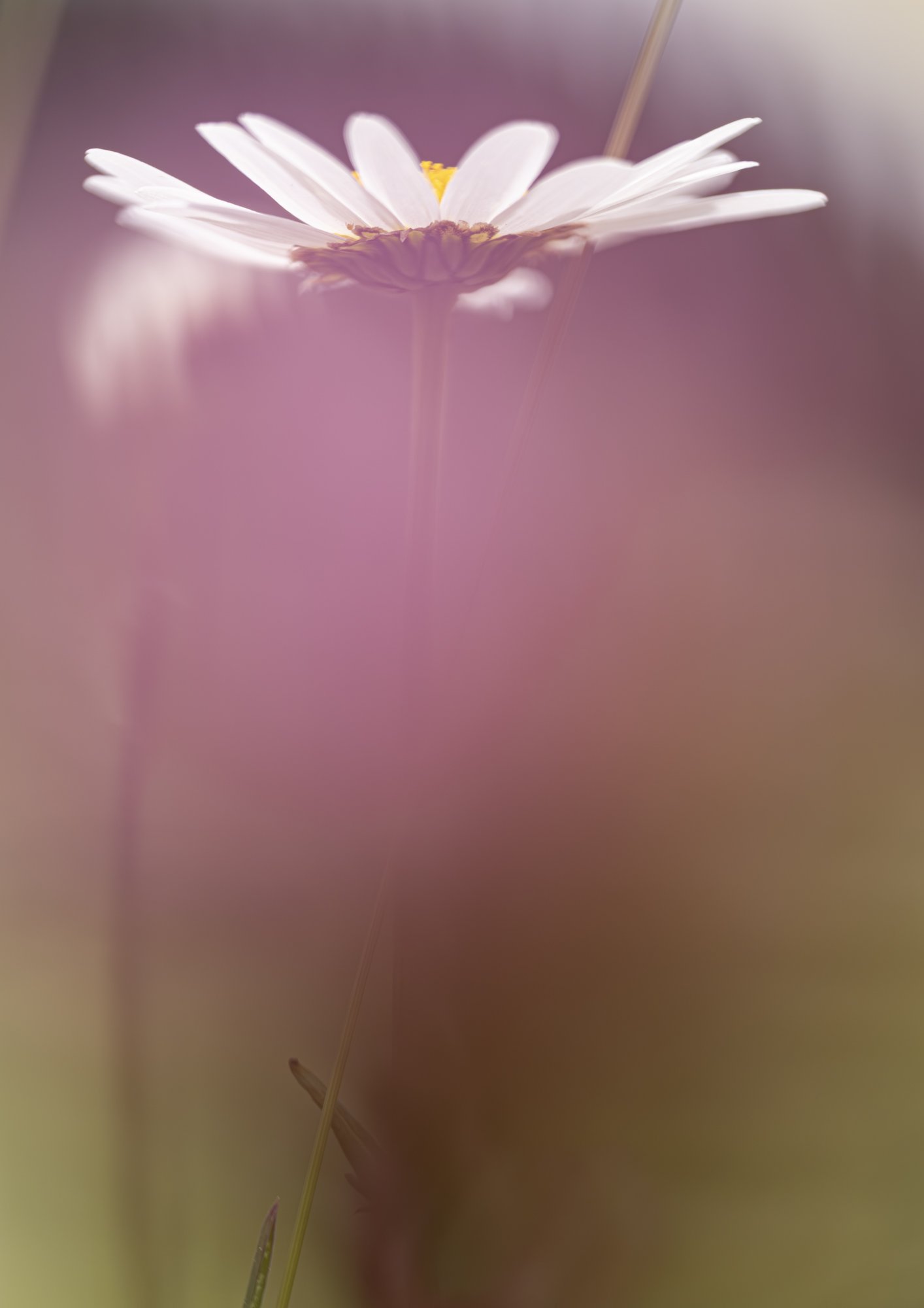 Leucanthemum adustum