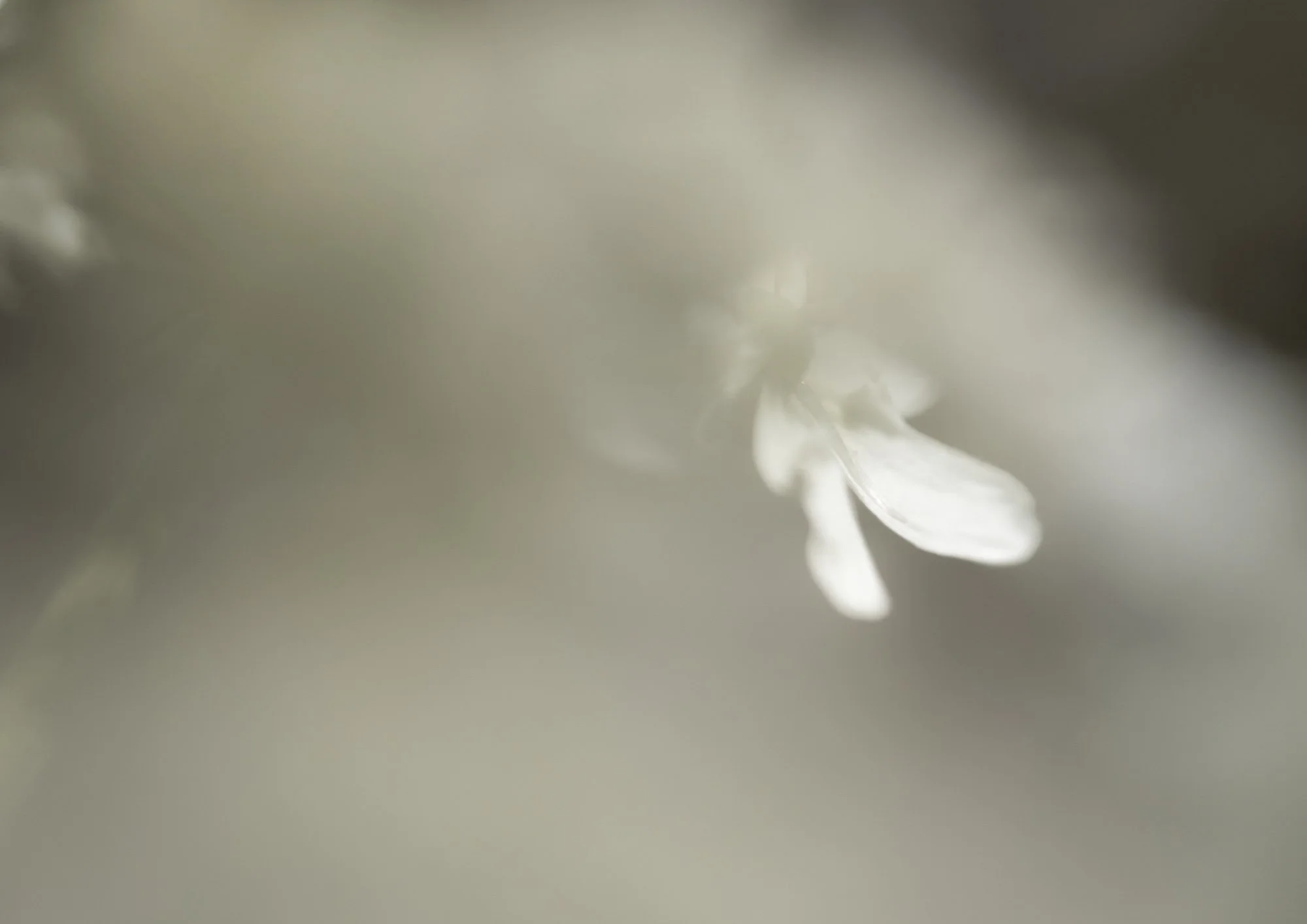 Webseite klein Heracleum sphondylium 230728 12-Bearbeitet.jpg