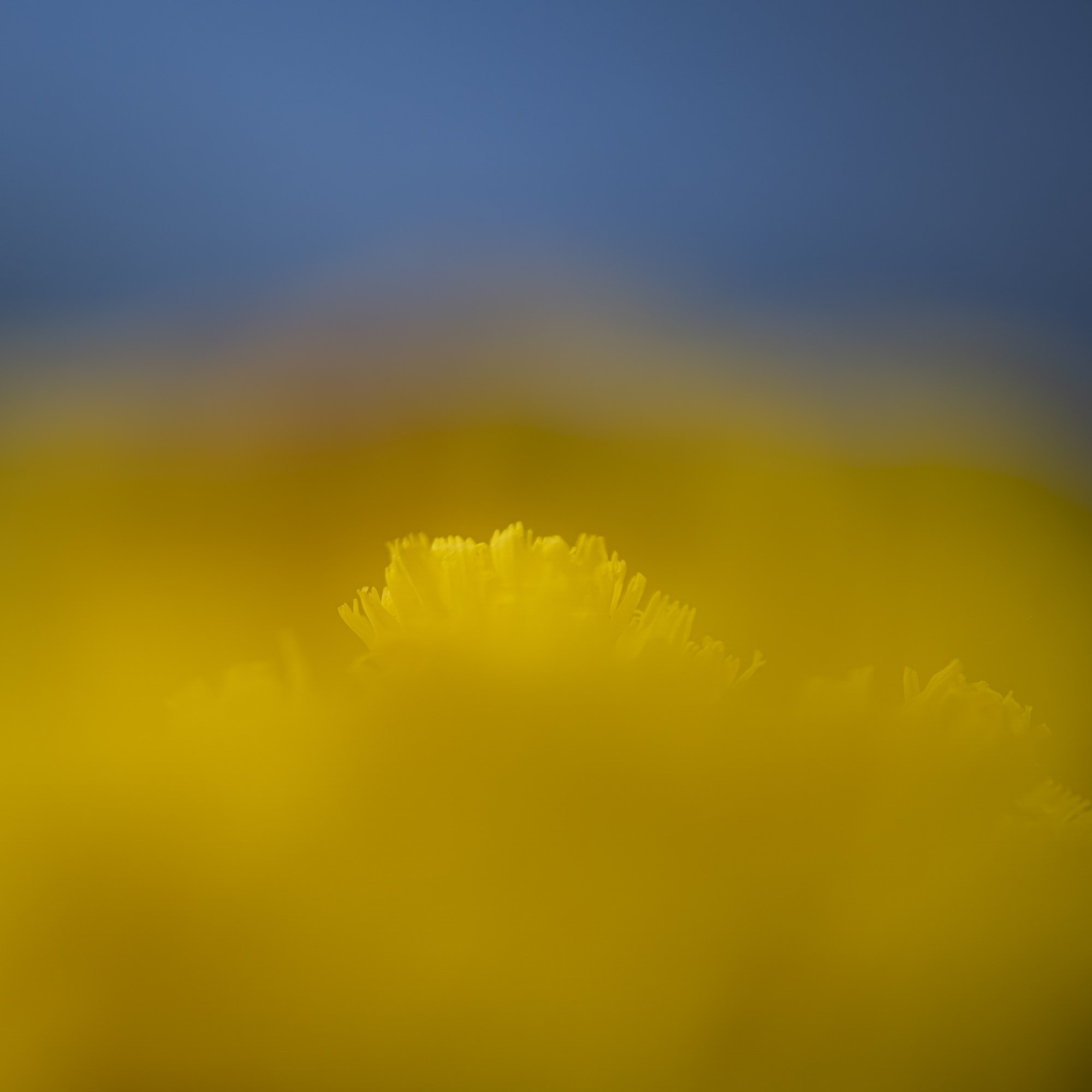 Hieracium caespitosum