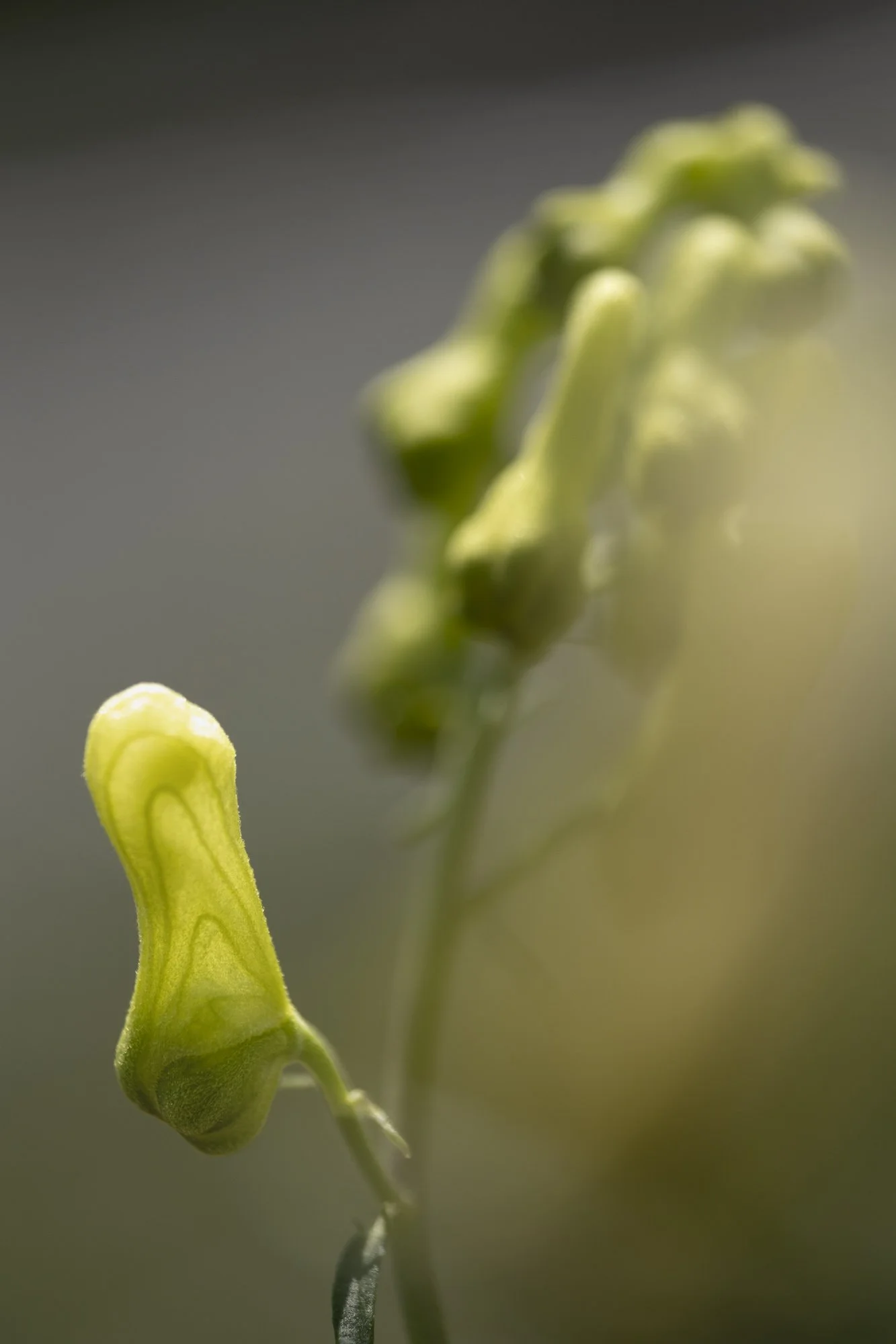 Webseite klein Aconitum lycotonum subsp. neapolitanum 240724 10.jpg