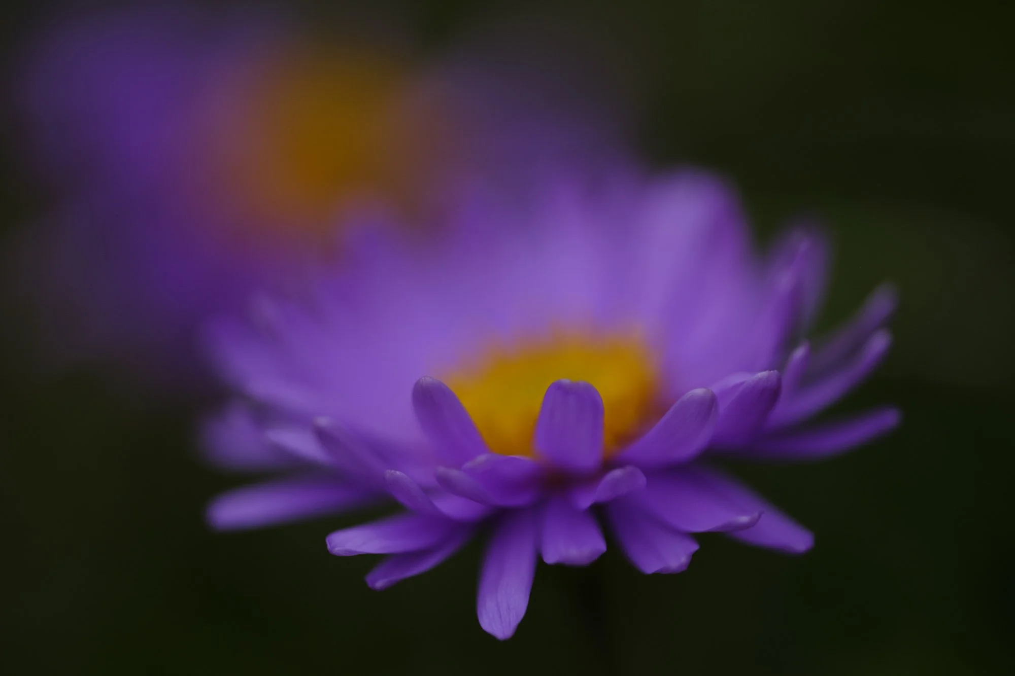 Aster alpinus
