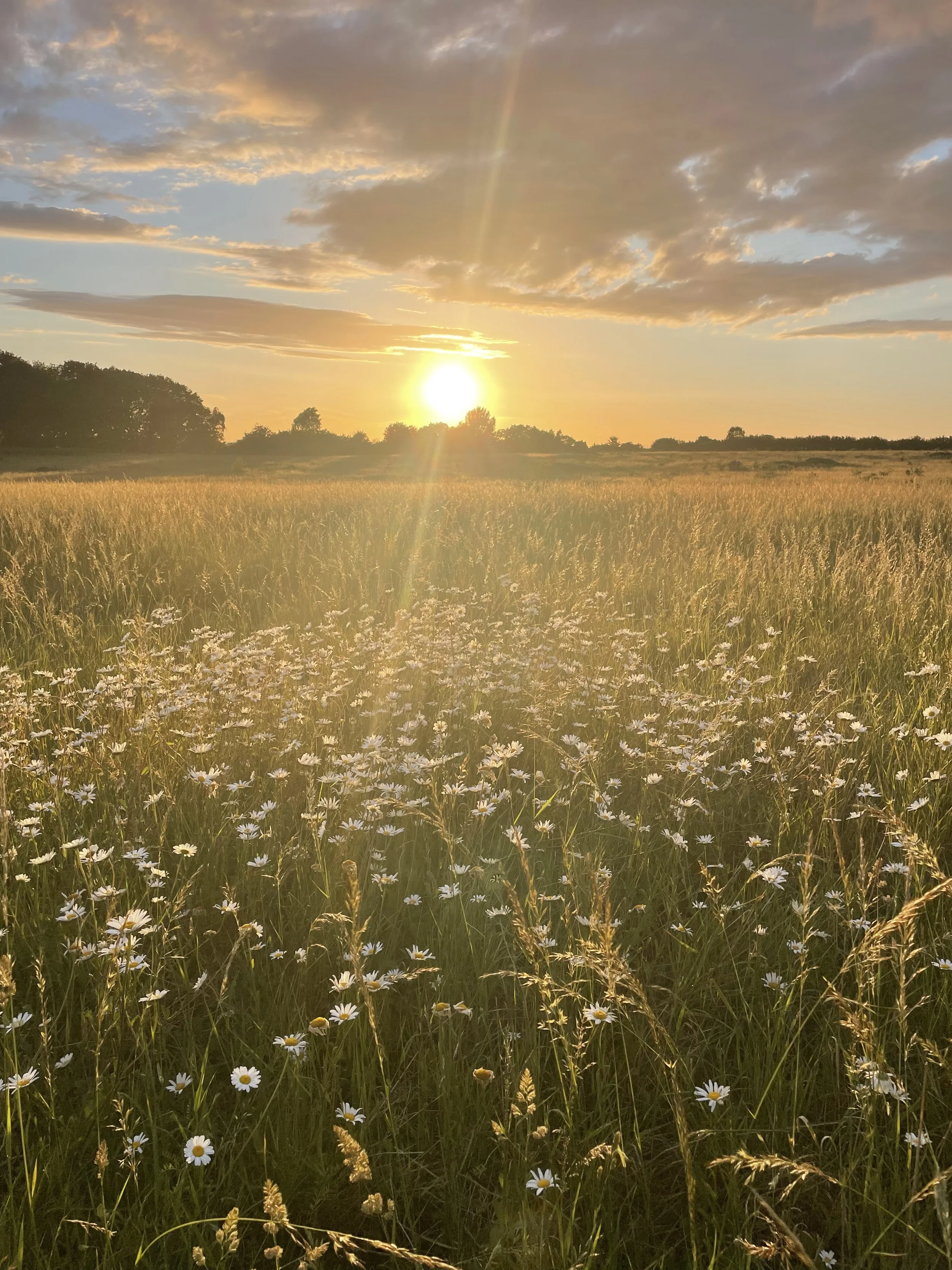 Field of wildflowers at sunset, sense of warmth and well being.