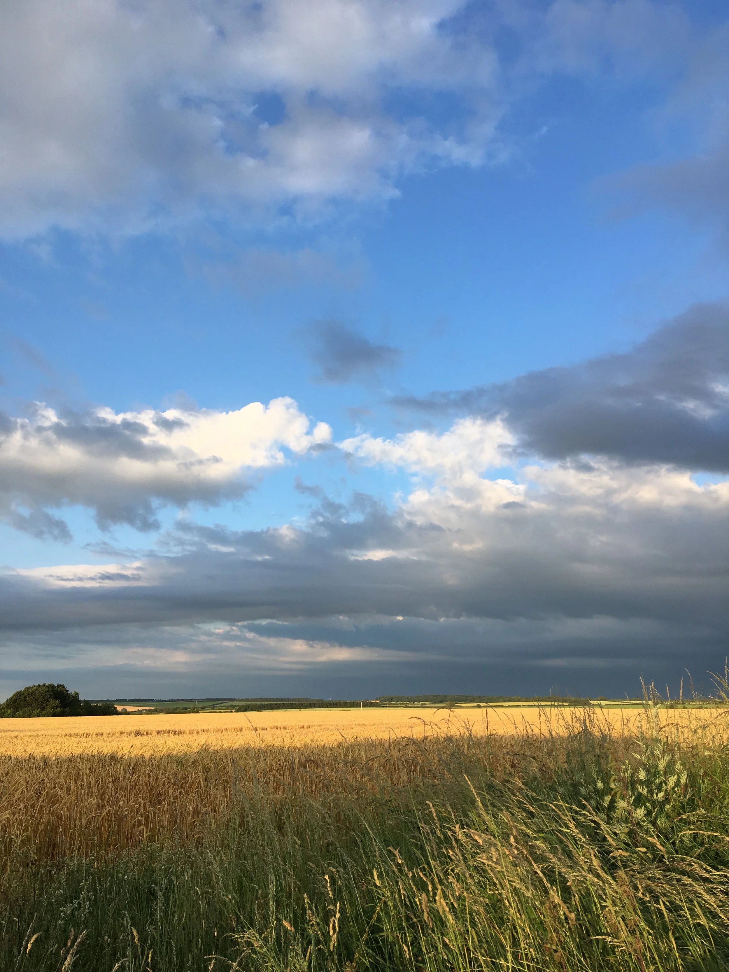 Field of wheat with blue sky, grey and white clouds above.