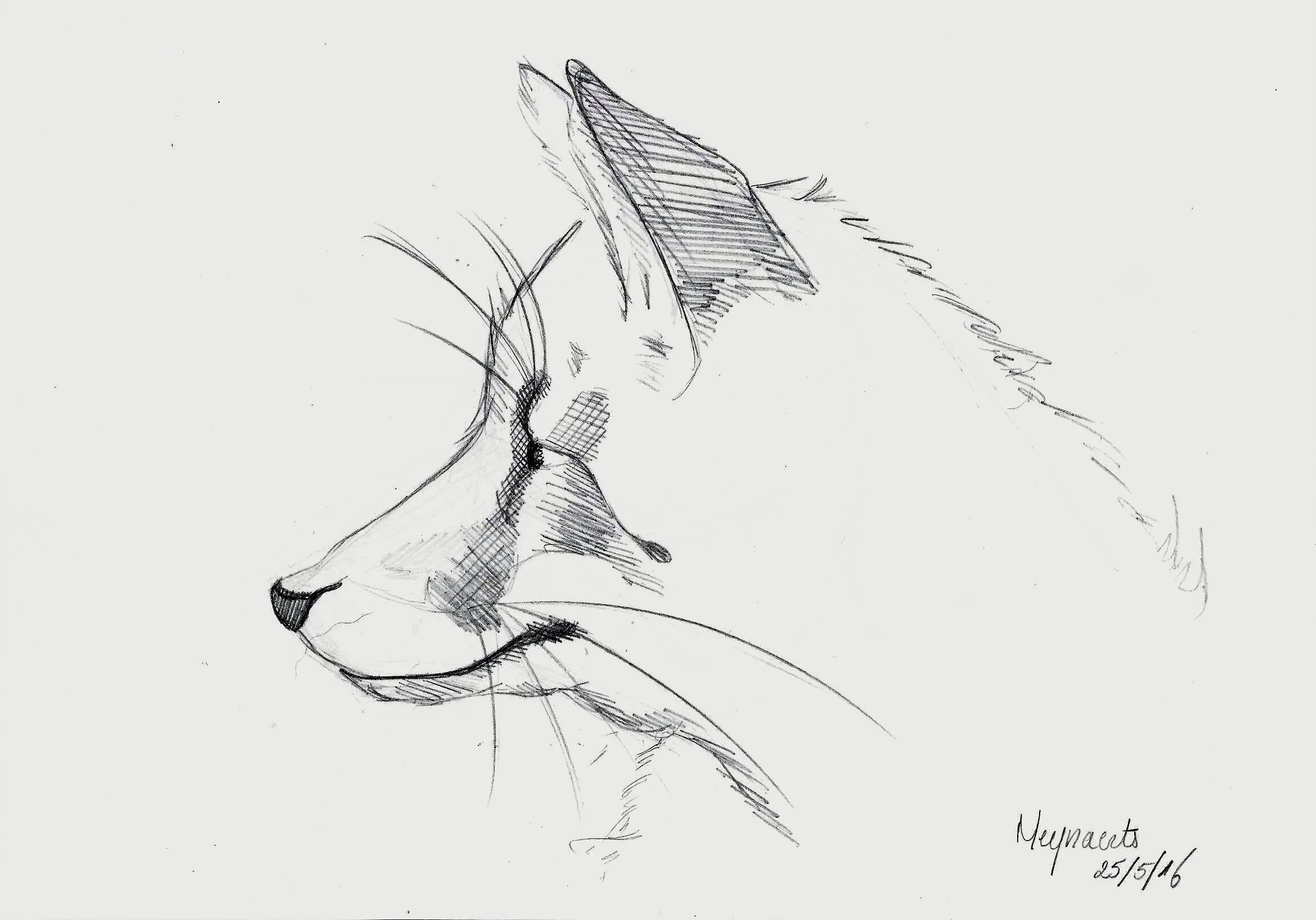 fox.jpg