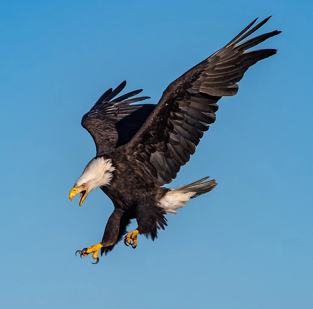 A bald eagle in flight with its wings spread wide, head turned downward, and beak open against a clear blue sky.