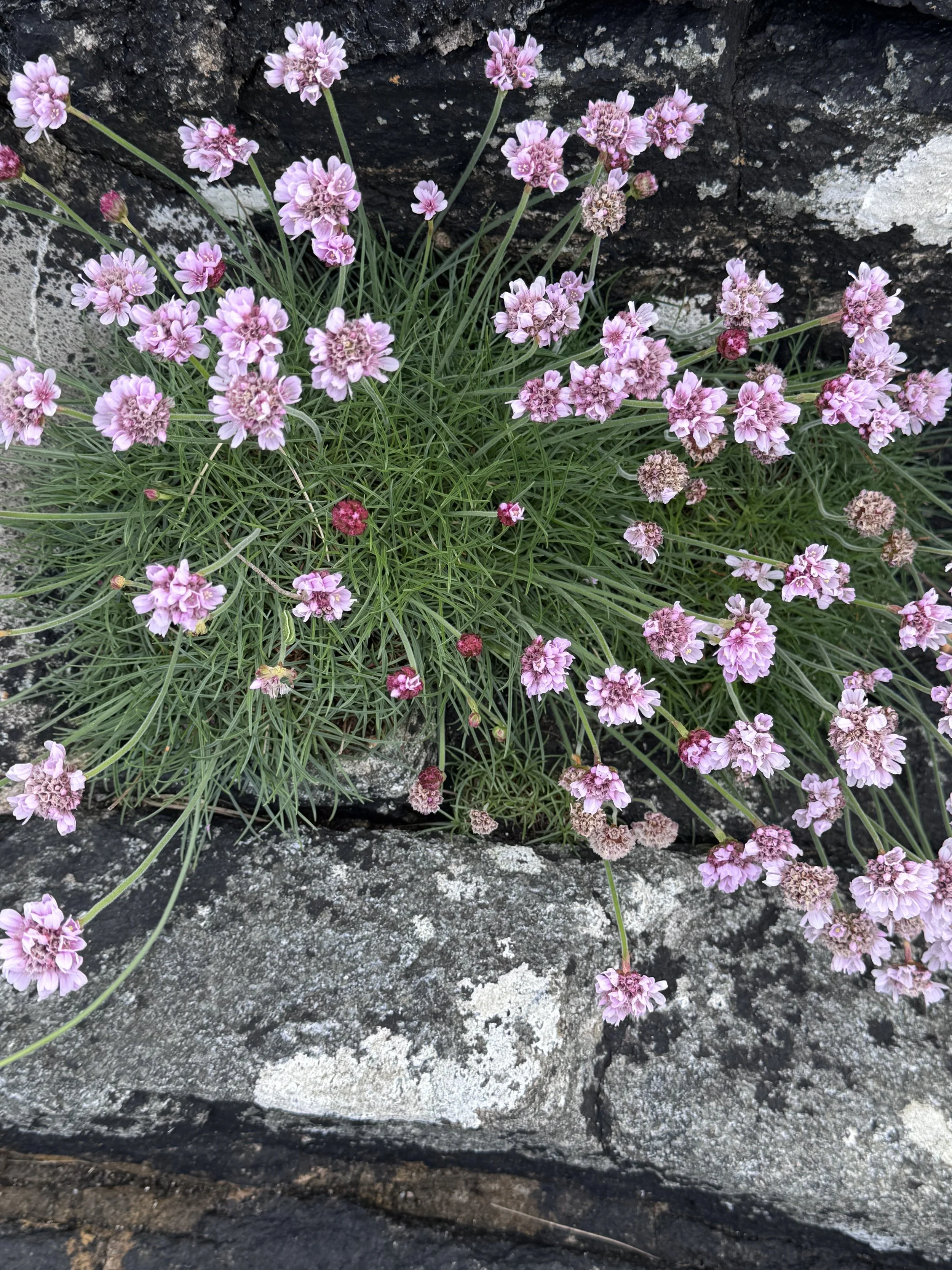 Pink wildflowers growing on a rocky surface.