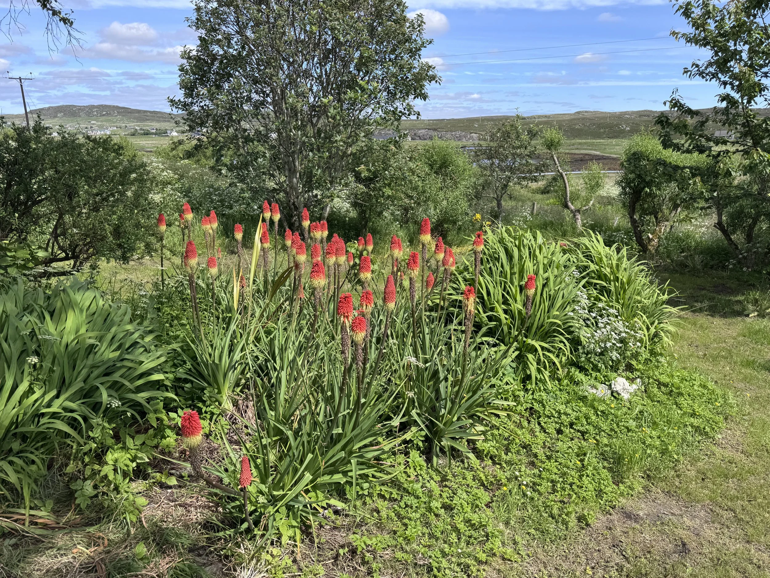 A scenic rural landscape with lush green plants, red flowers in the foreground, trees, rolling hills in the background, and a blue sky with some clouds.
