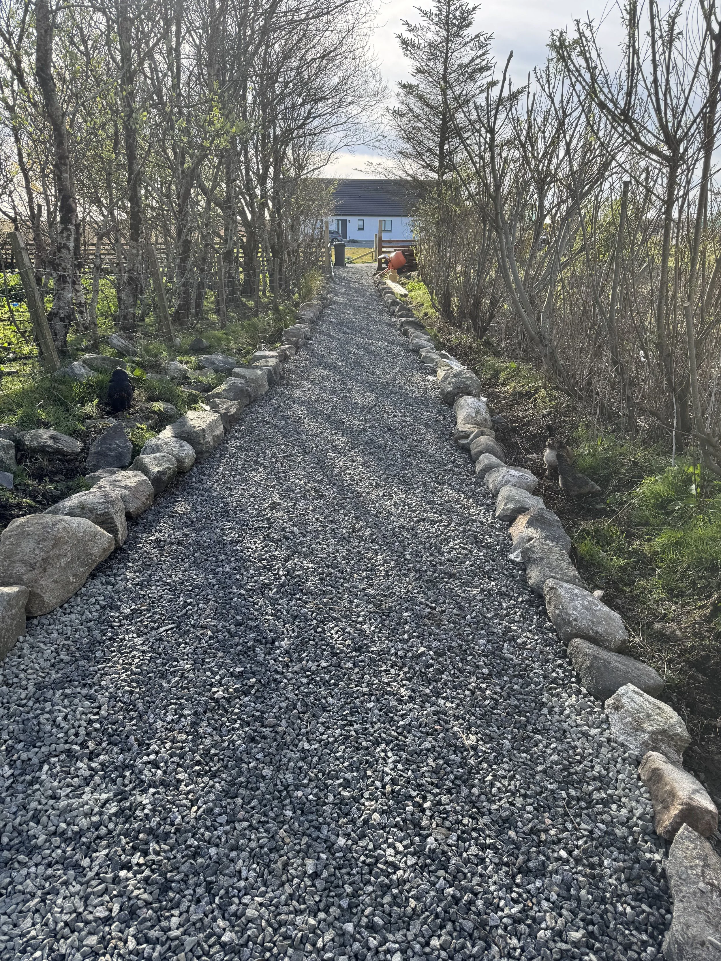 A gravel pathway lined with rocks on both sides, flanked by blackberries bushes and trees, leading to a house in the distance.