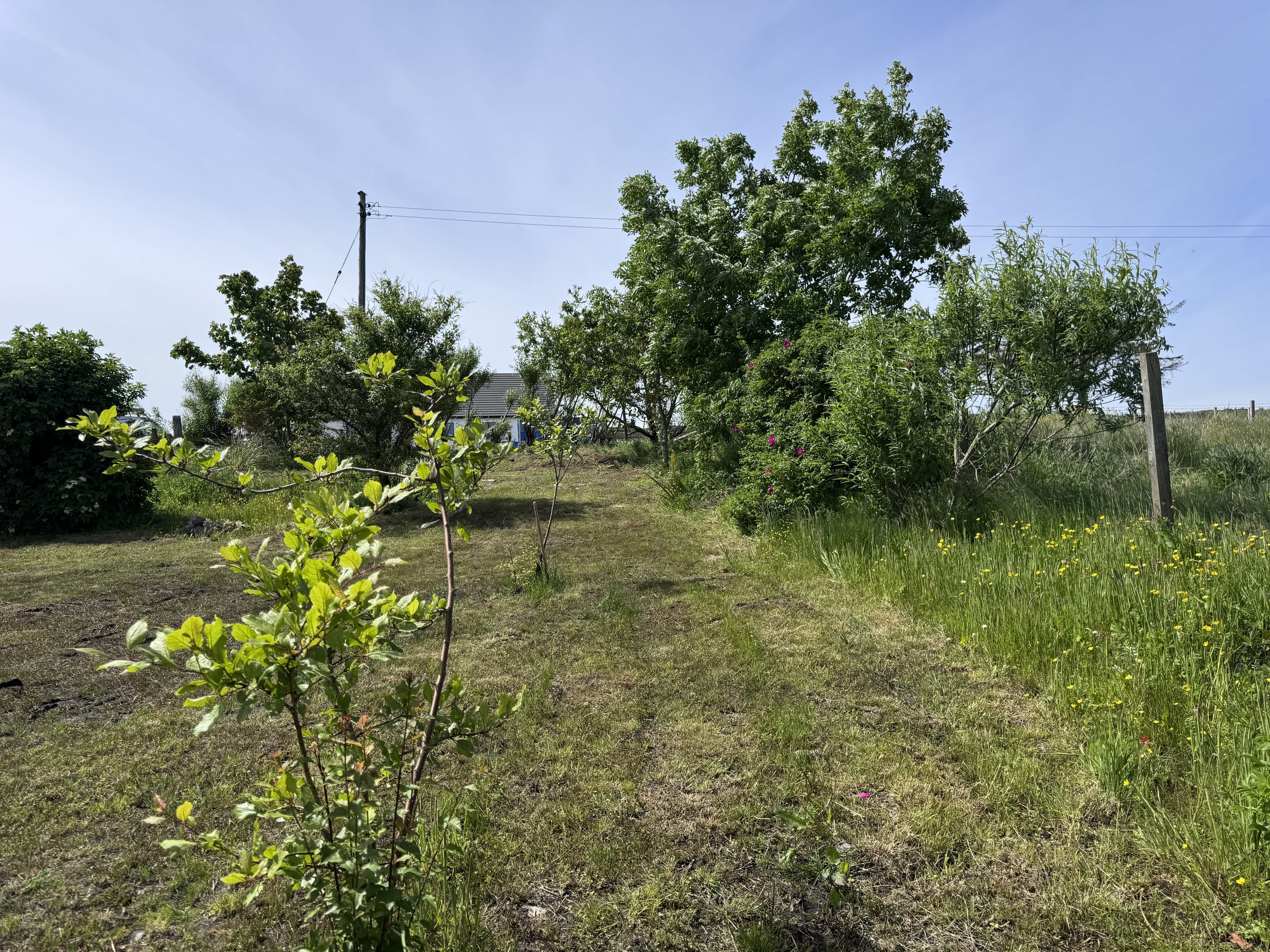 A landscape view of a yard with trees, bushes, and grass under a clear blue sky. There is a utility pole with power lines in the background.