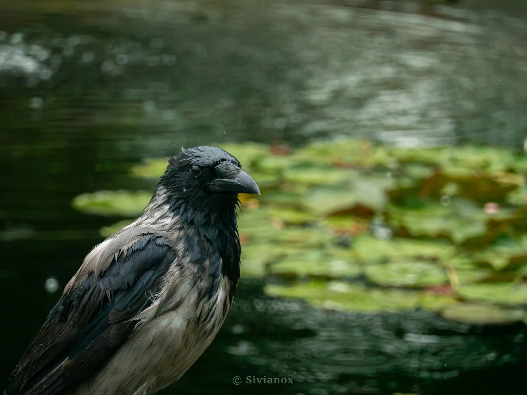 EU26_VIENNA_090626-4.jpg