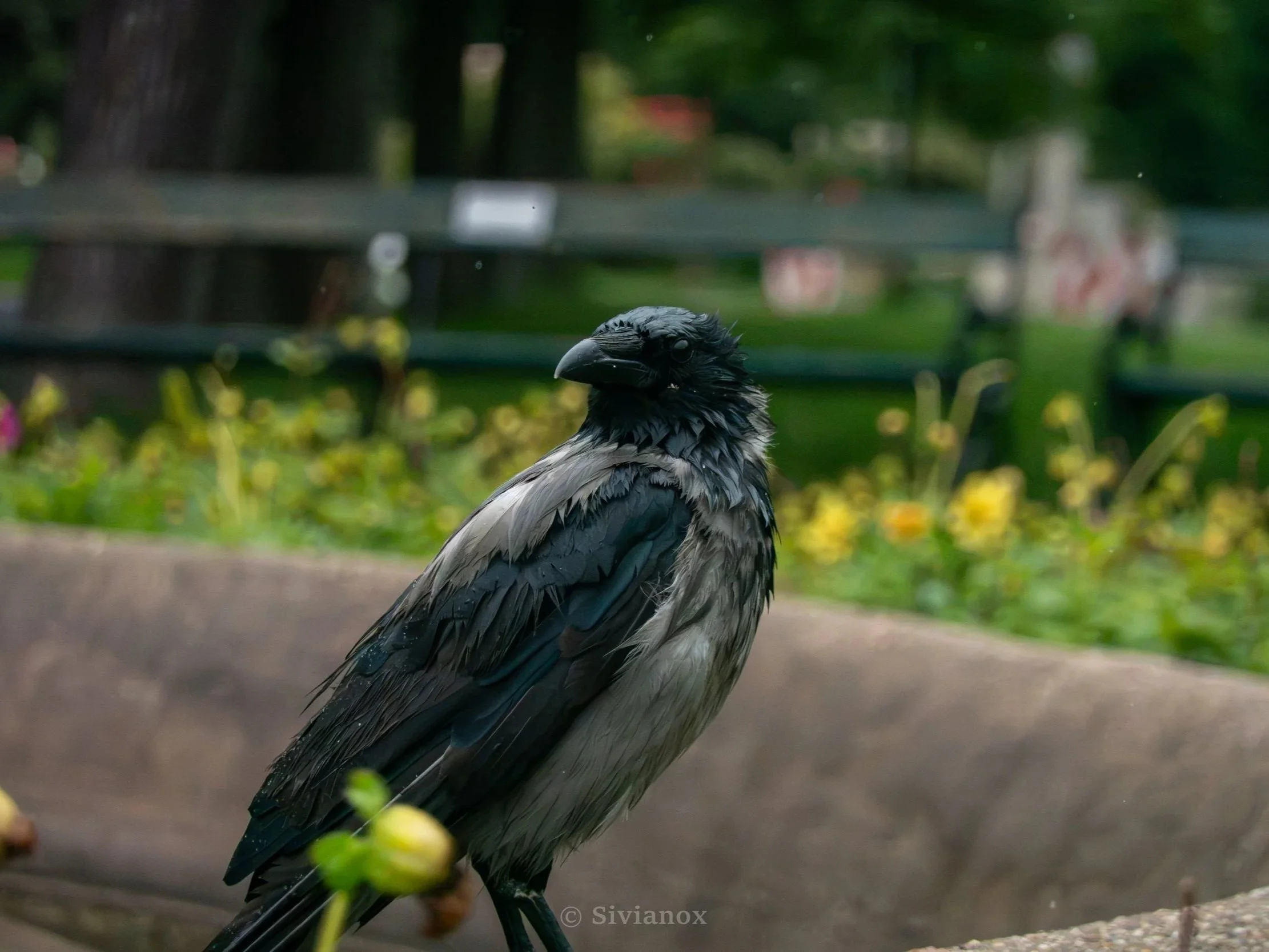 EU26_VIENNA_090626-5.jpg