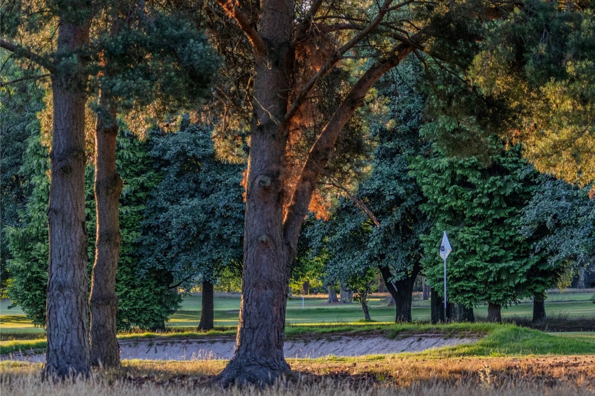 Sunlight filters through tall pine trees at a golf course, illuminating the leaves and grass with a warm glow.