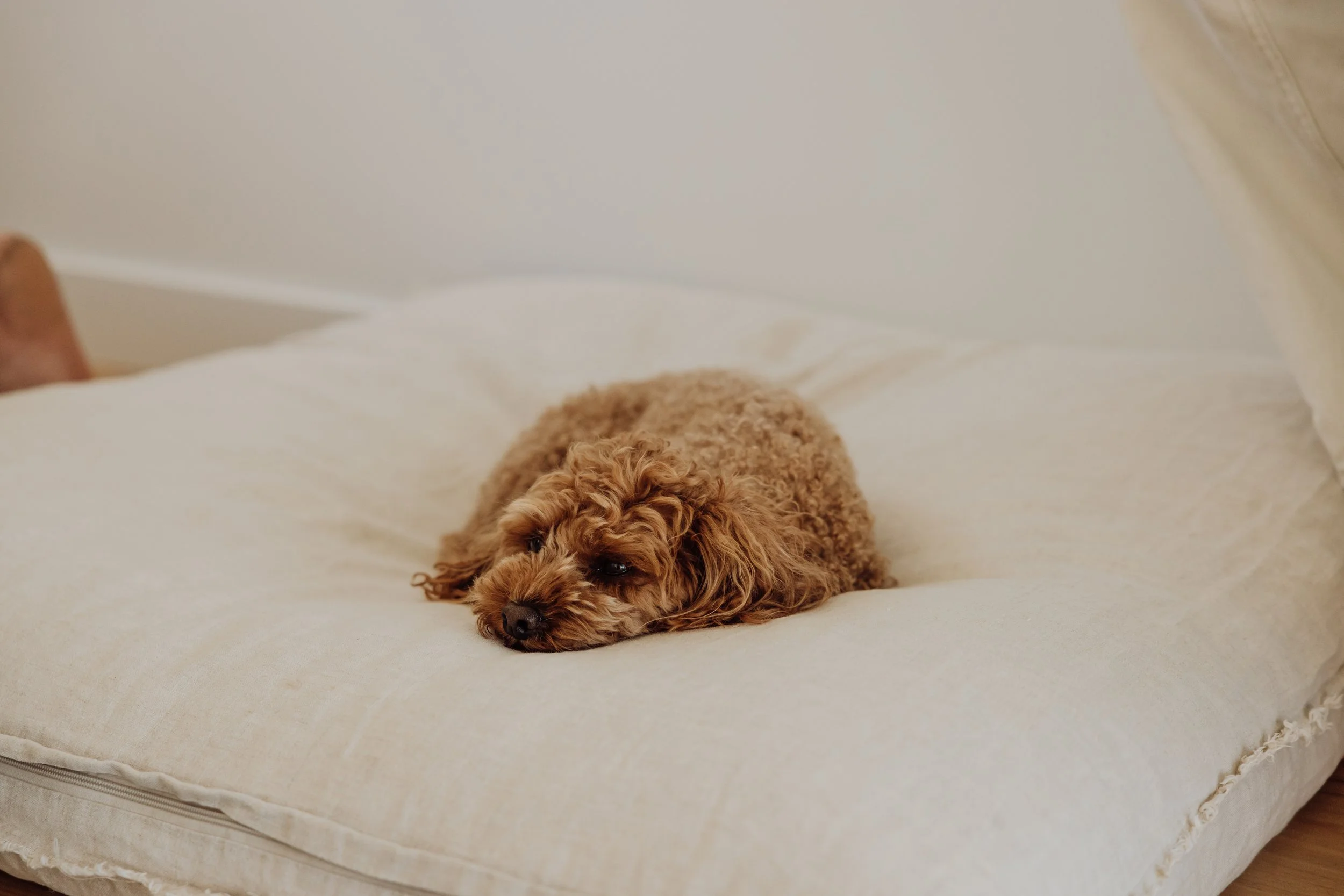 Maddie-42.jpg