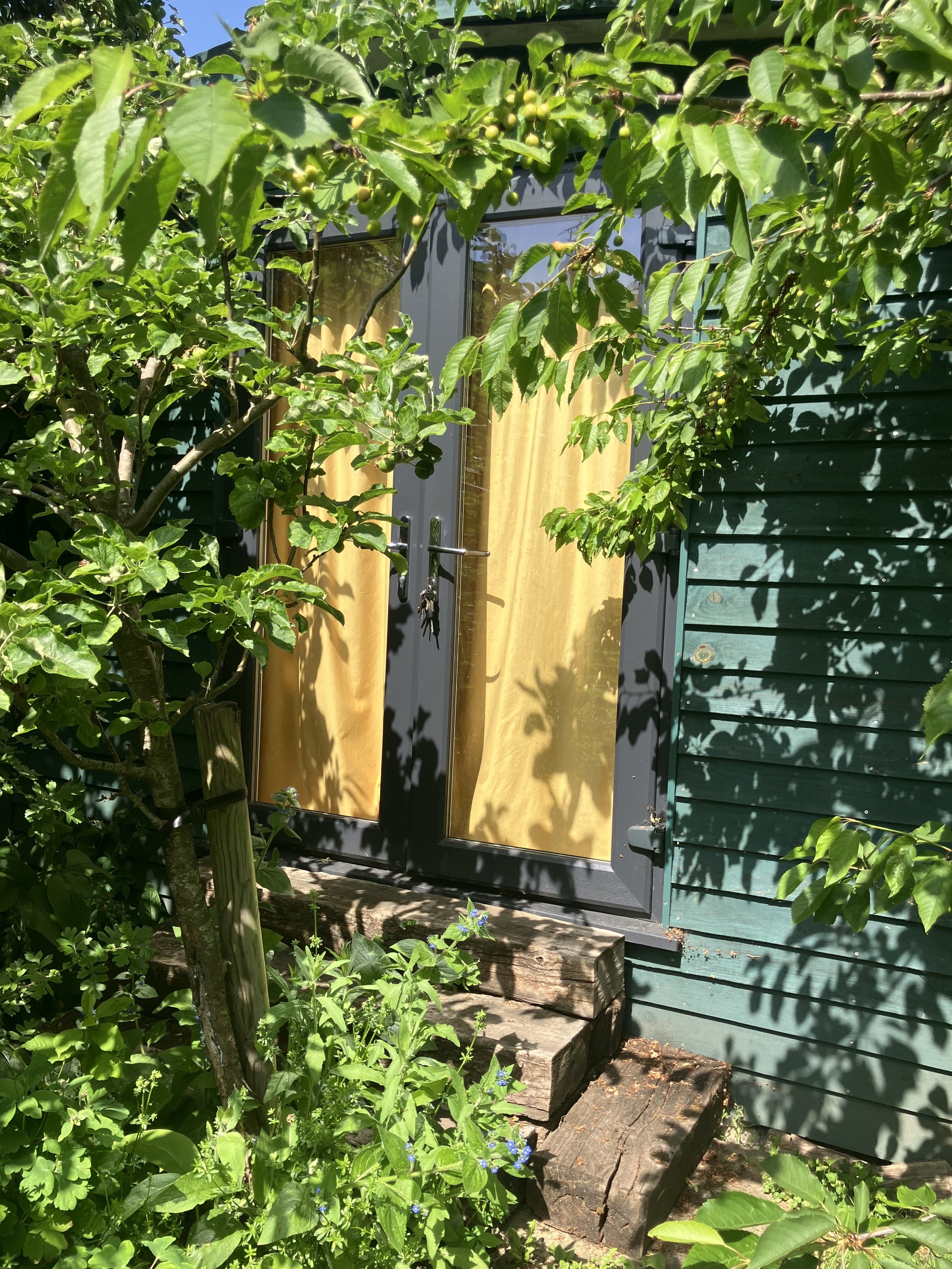Green foliage surrounds a black-framed glass door to a shed music studio with yellow curtains, set against a dark green wooden building, with a tree and plants in front, some shadows cast by leaves.