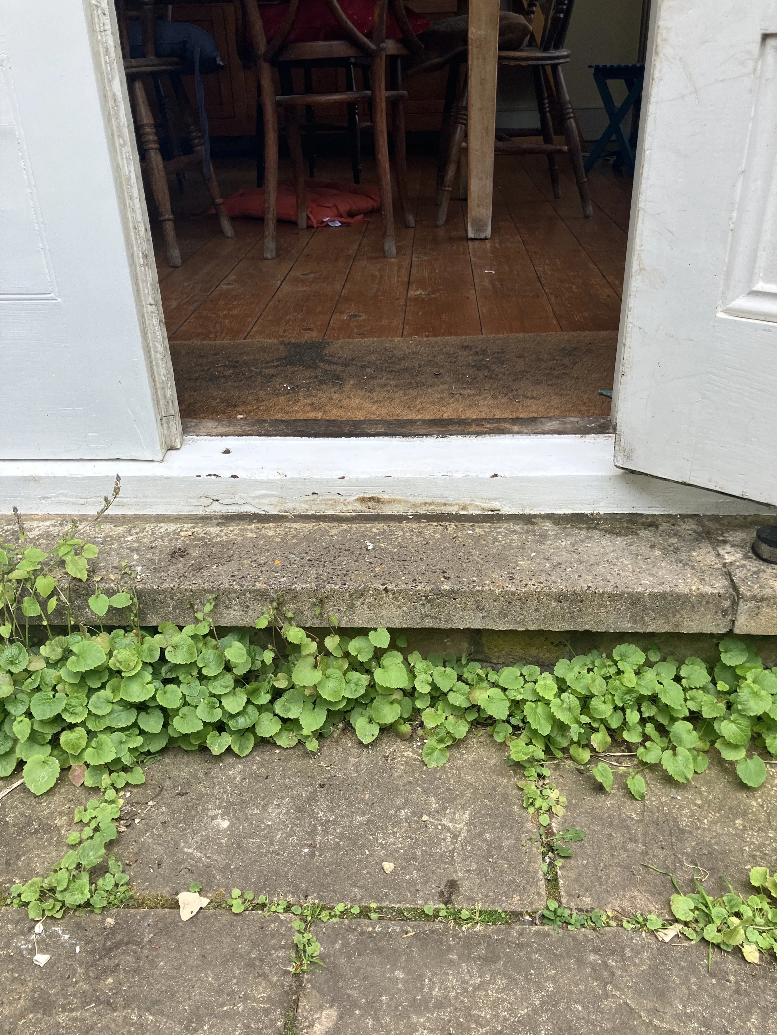 View of a doorway with a wooden threshold and white painted door frame, leading into a house with wooden flooring and chairs visible inside. Outside, there are green ground cover plants growing between cracked concrete slabs.