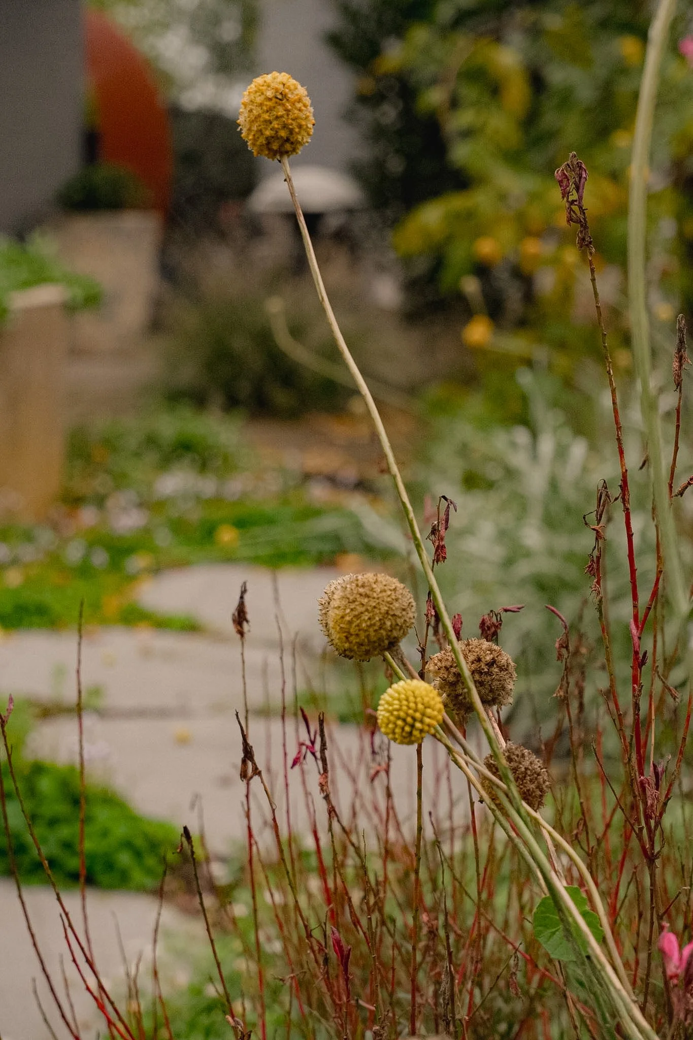 DSCF0917.JPG