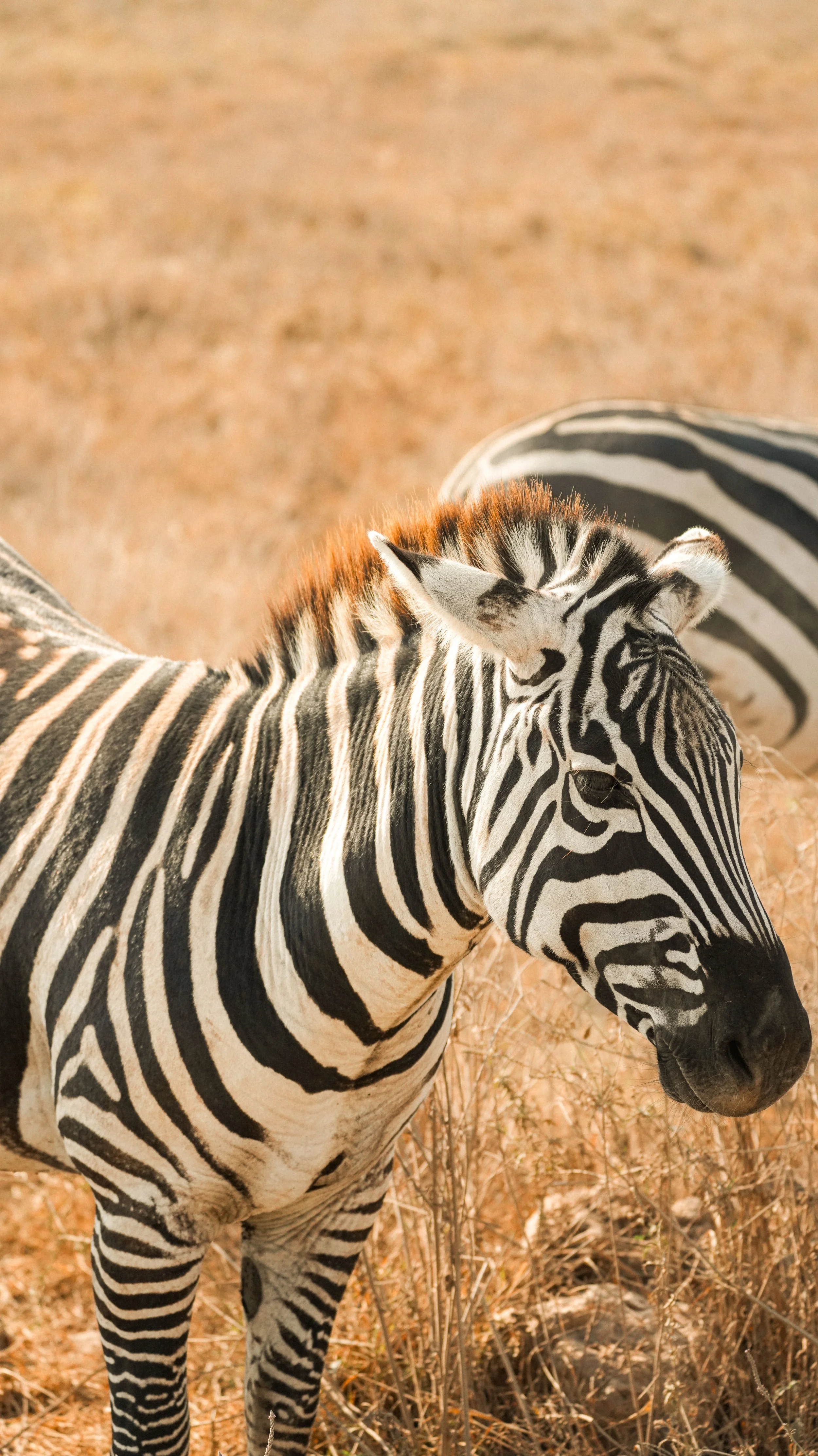 zebra safari Tanzania