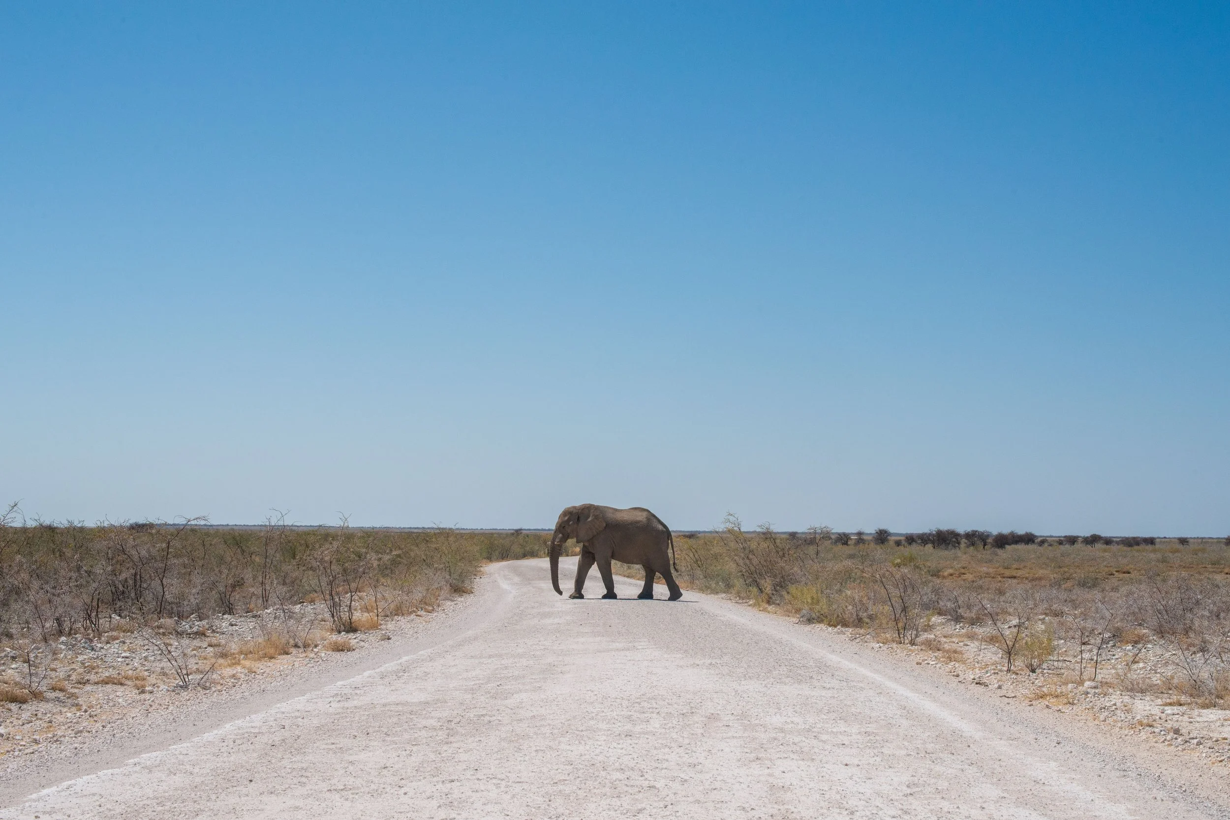 Olifanten Namibië rondreis daktent 4x4