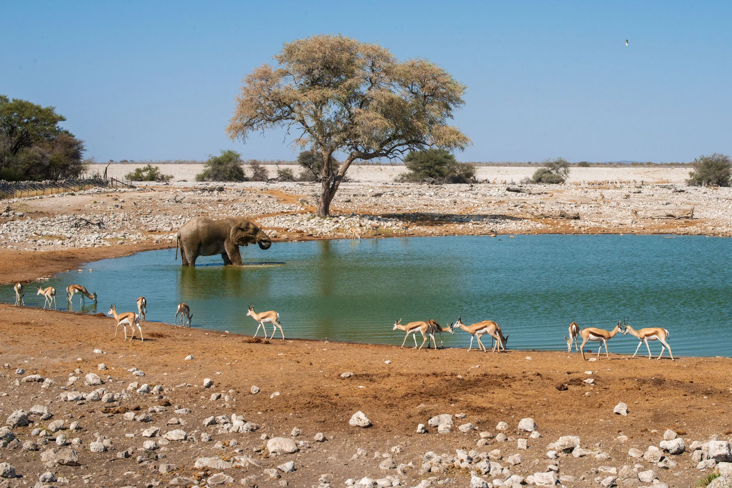 Etosha National Park safari Namibië rondreis 4x4 daktent