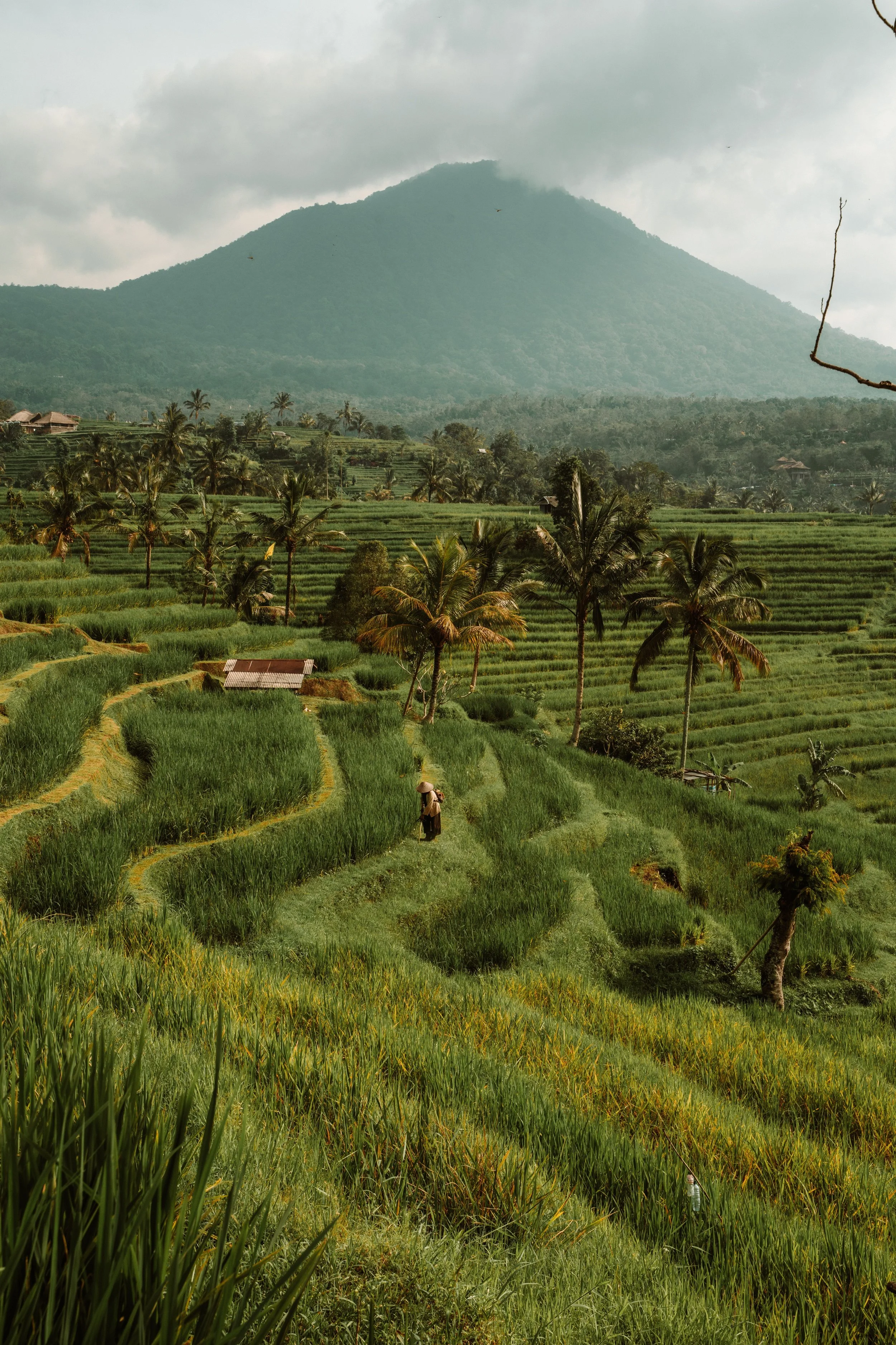 Bali Indonesië rijstvelden