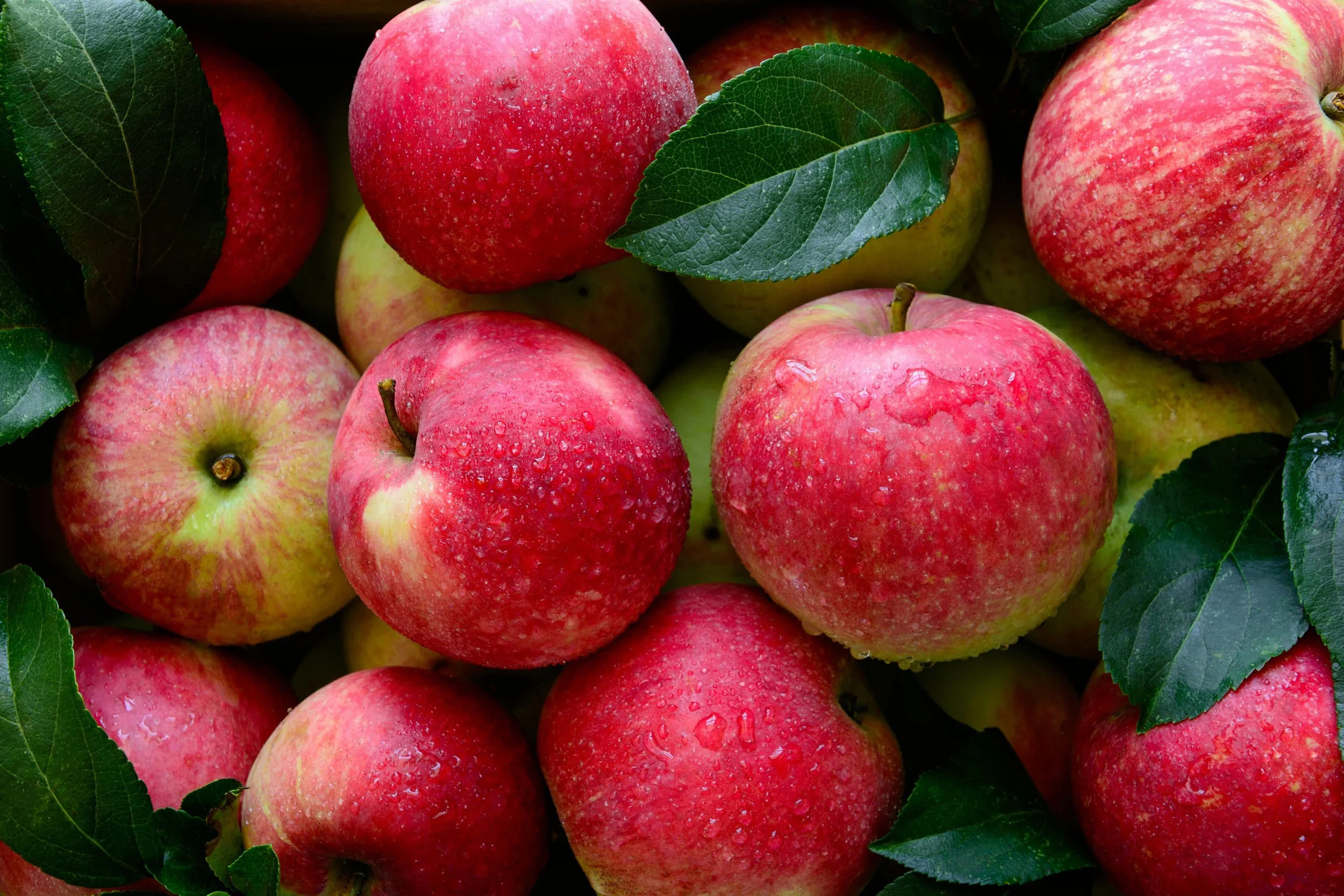 An Apple, a Walk, and Everything Else We've Learned So Far