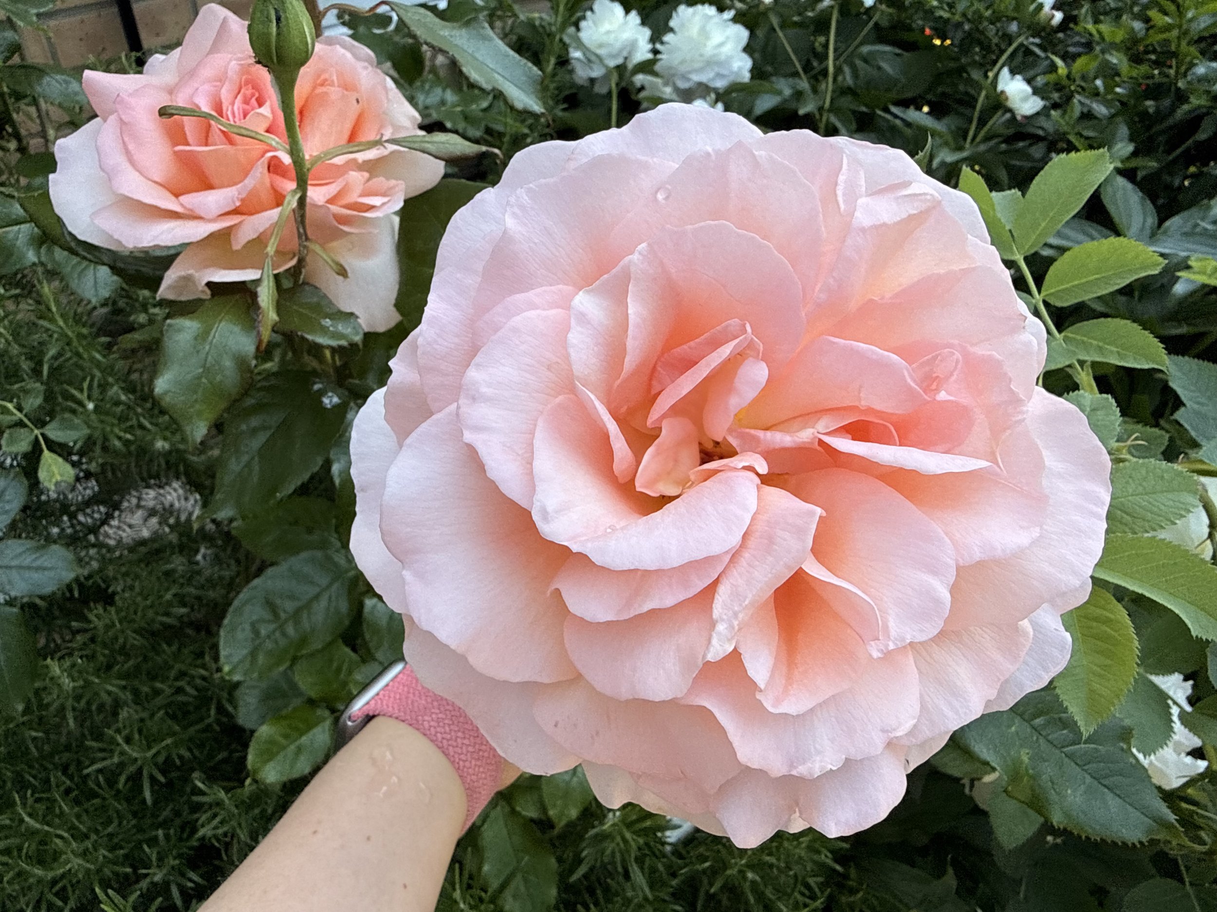 Loving Kindness Mantra — Free Download