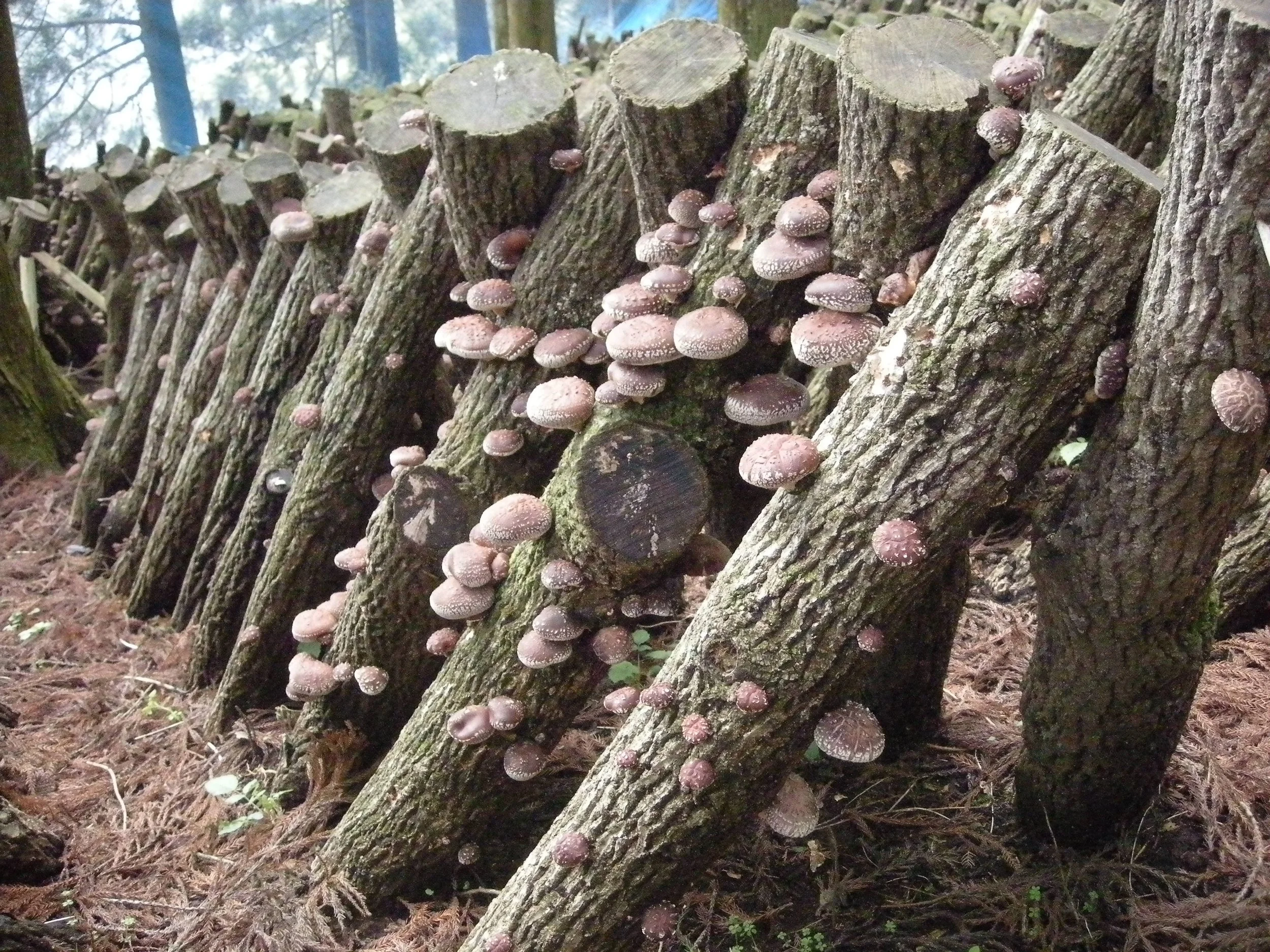 Das Anbaugebiet für MORIKU Shiitake in Kyushu