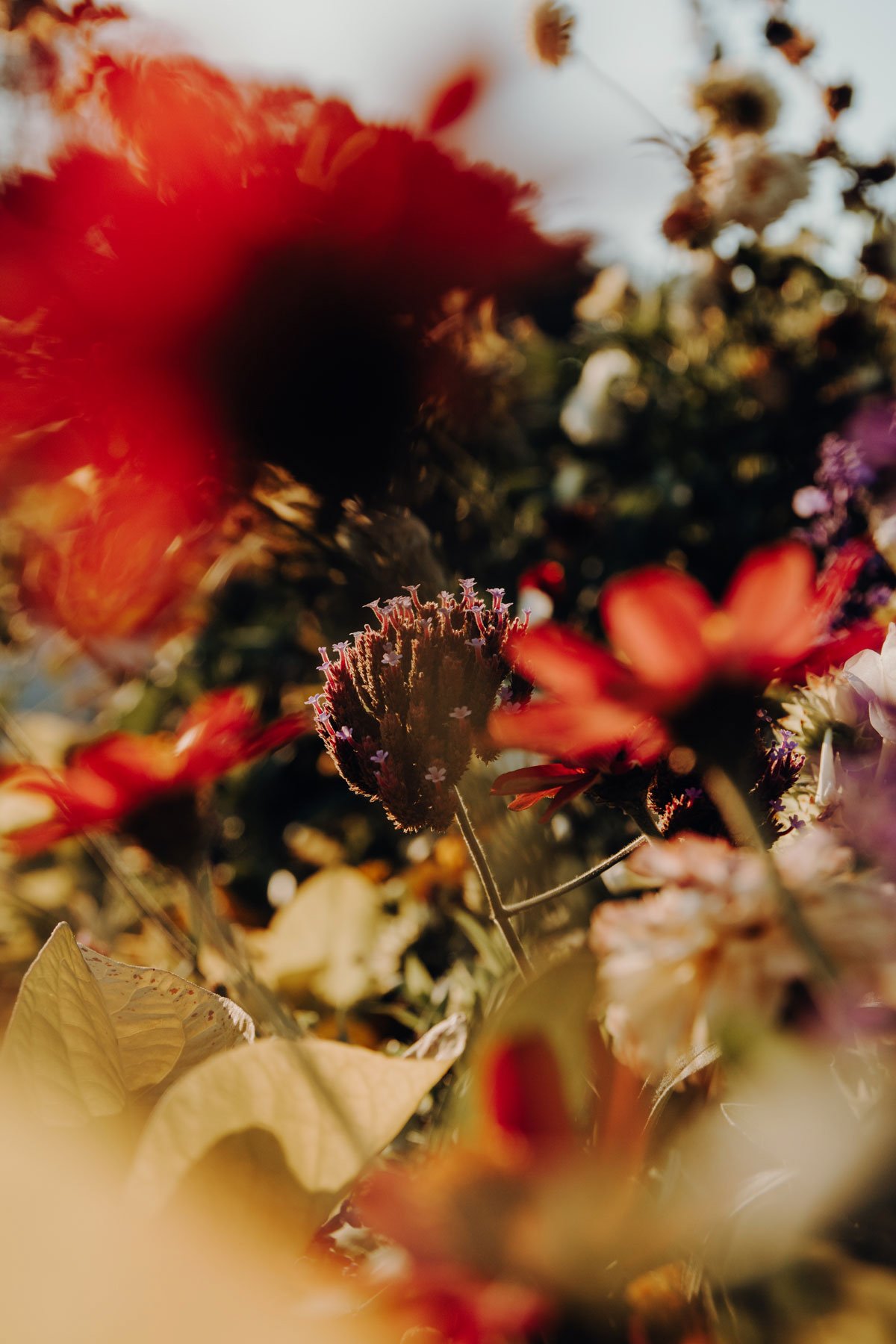 Close-up of various flowers and leaves outdoors, with sunlight creating a warm, blurry background.