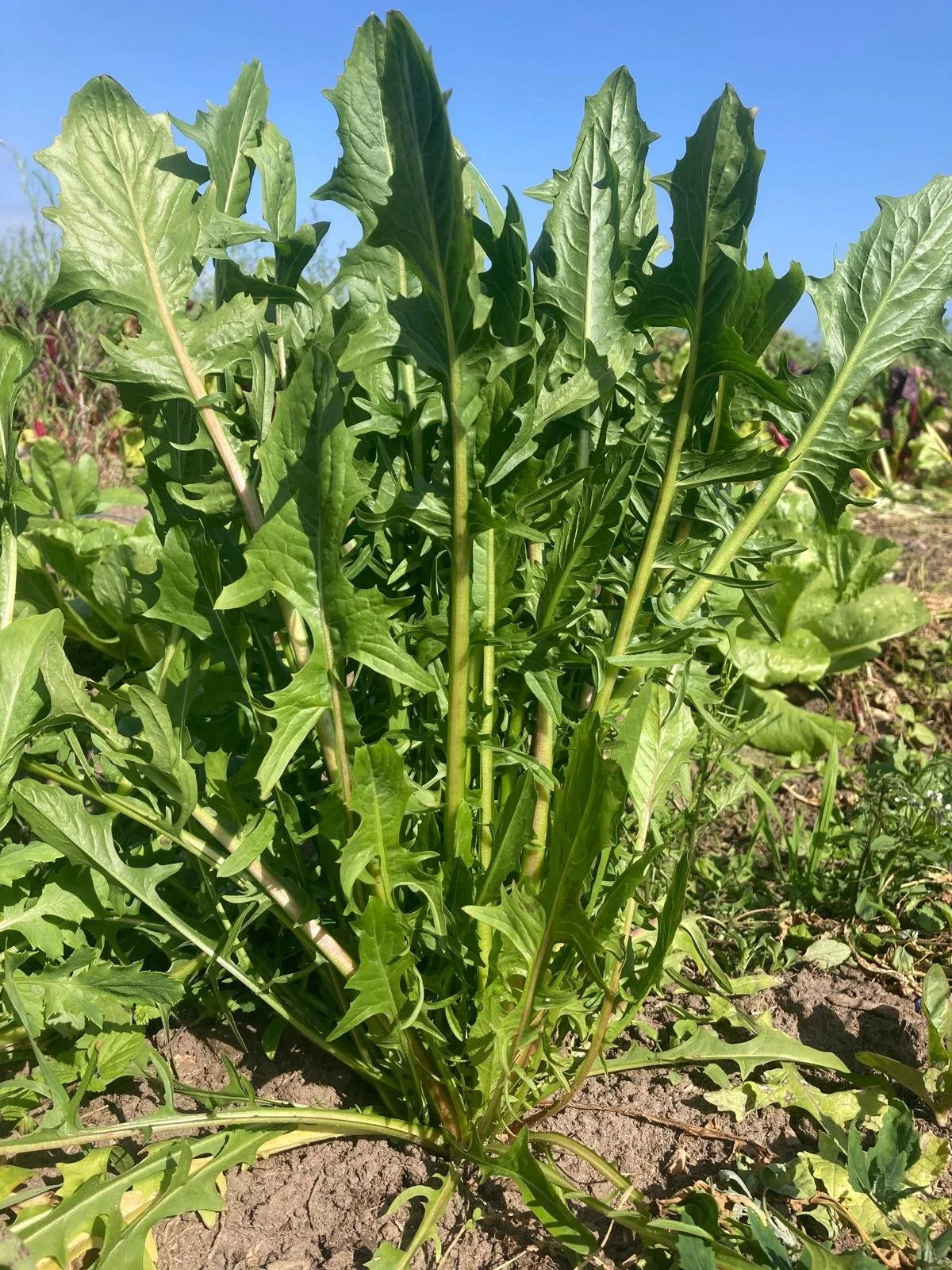 Puntarelle/italiensk cikorie, 200gr.